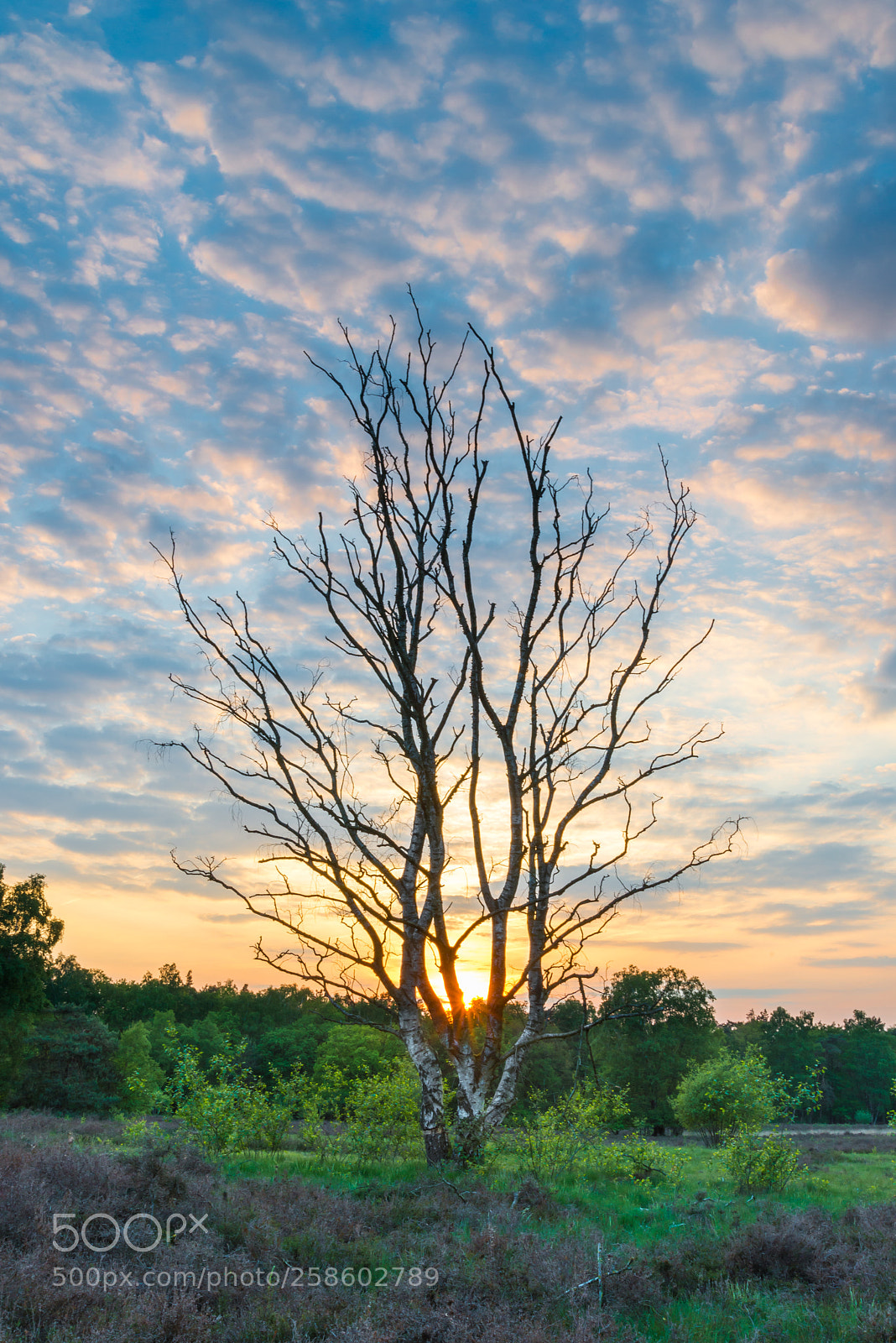 Nikon D610 sample photo. Berkenboom op vasserheide photography