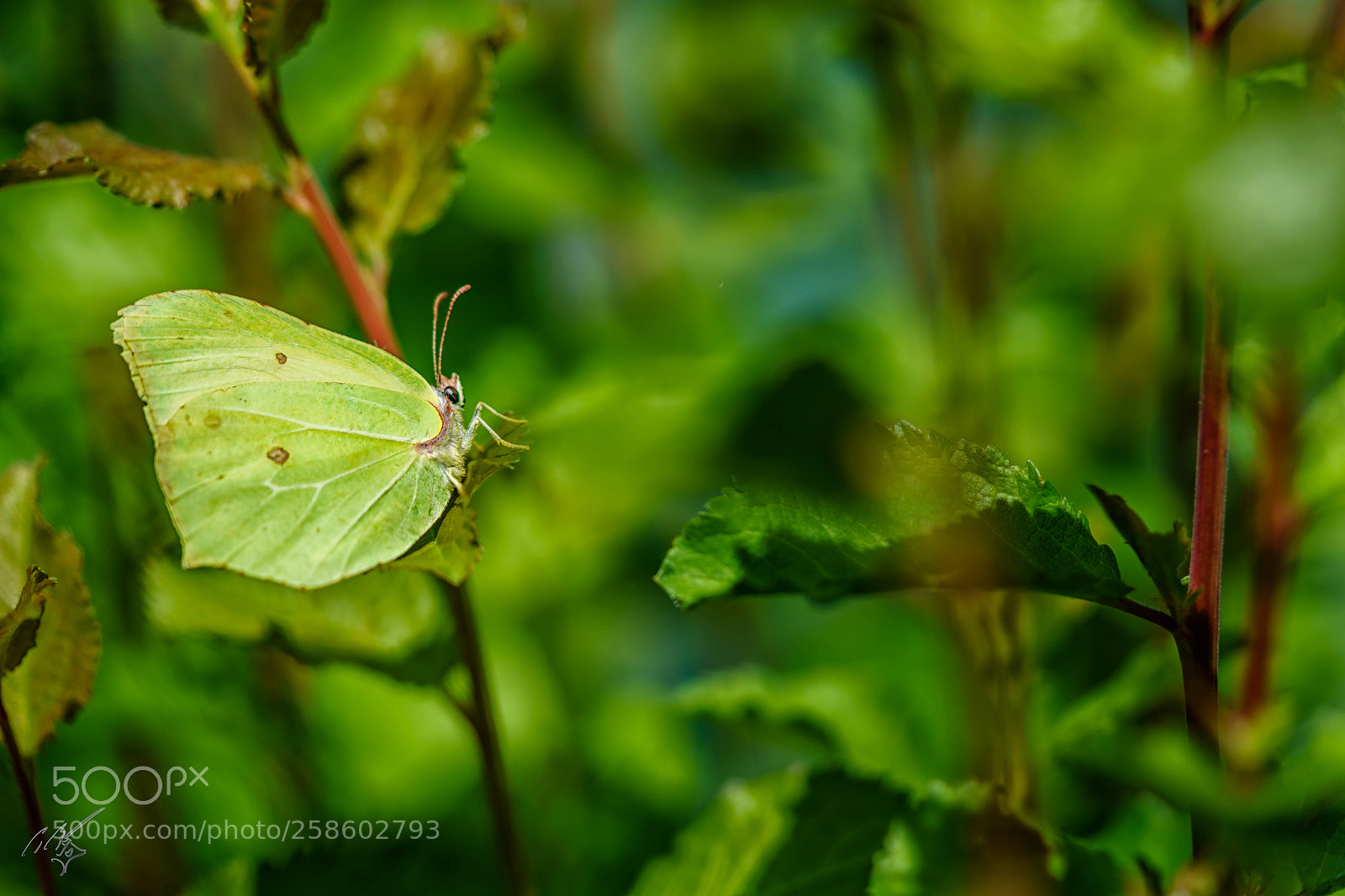 Sony a7R II sample photo. Brimstone butterfly at barnes photography