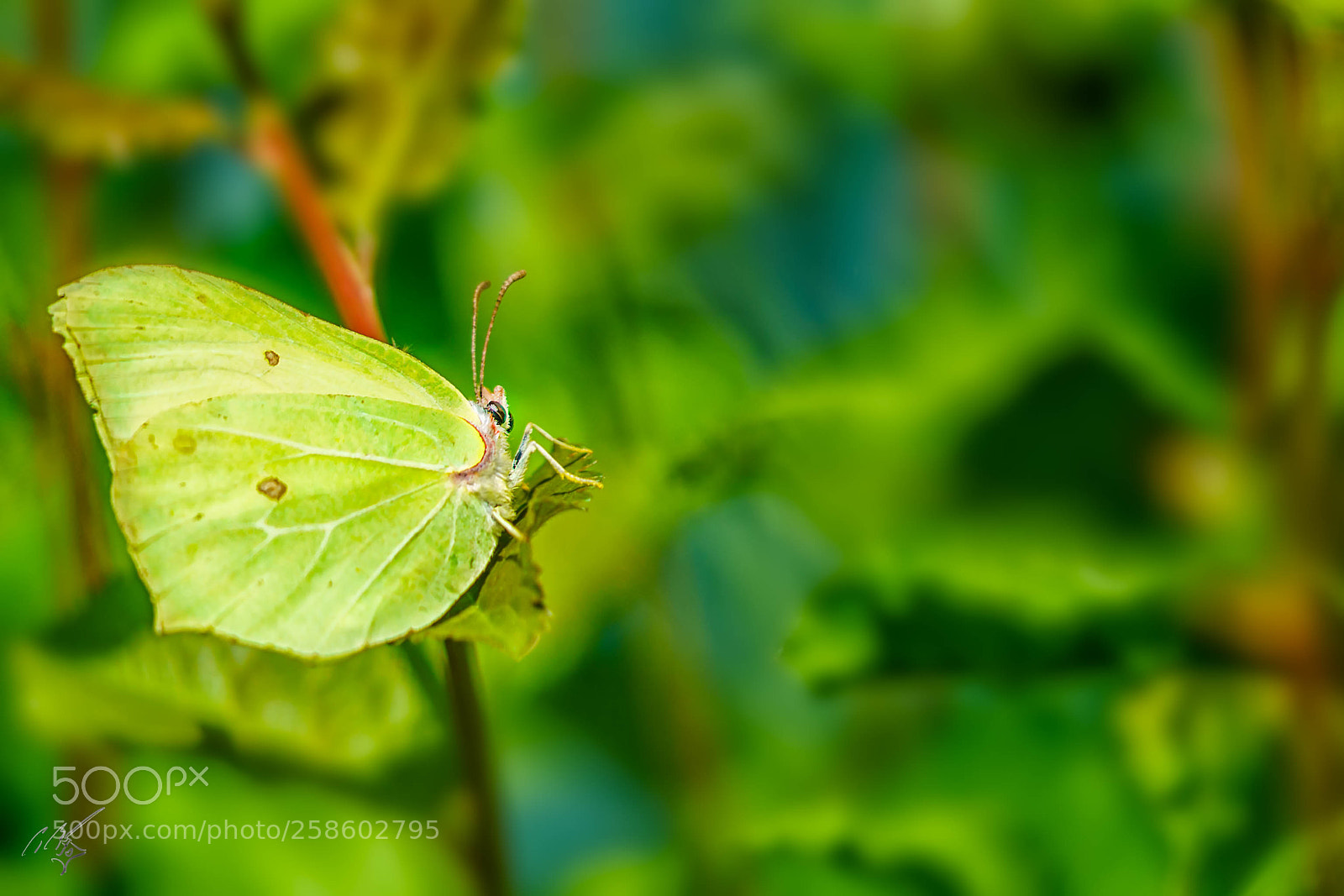 Sony a7R II sample photo. Brimstone butterfly at barnes photography