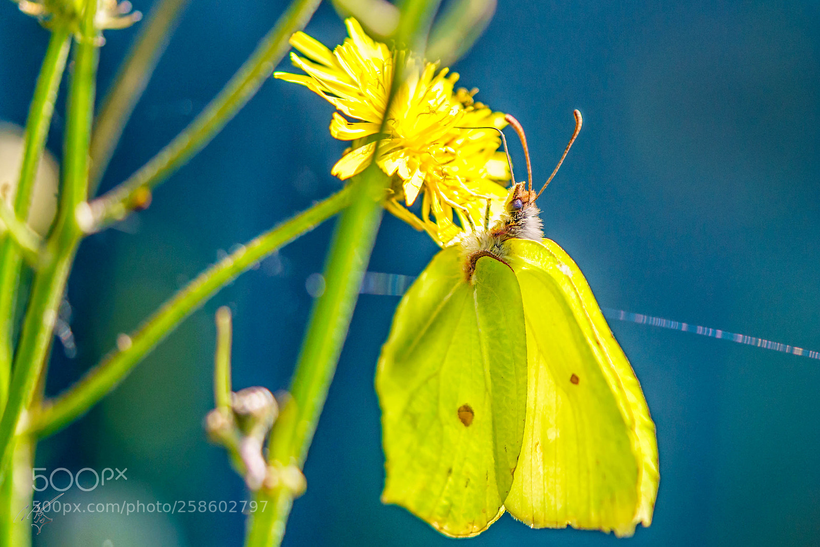Sony a7R II sample photo. Brimstone butterfly at barnes photography