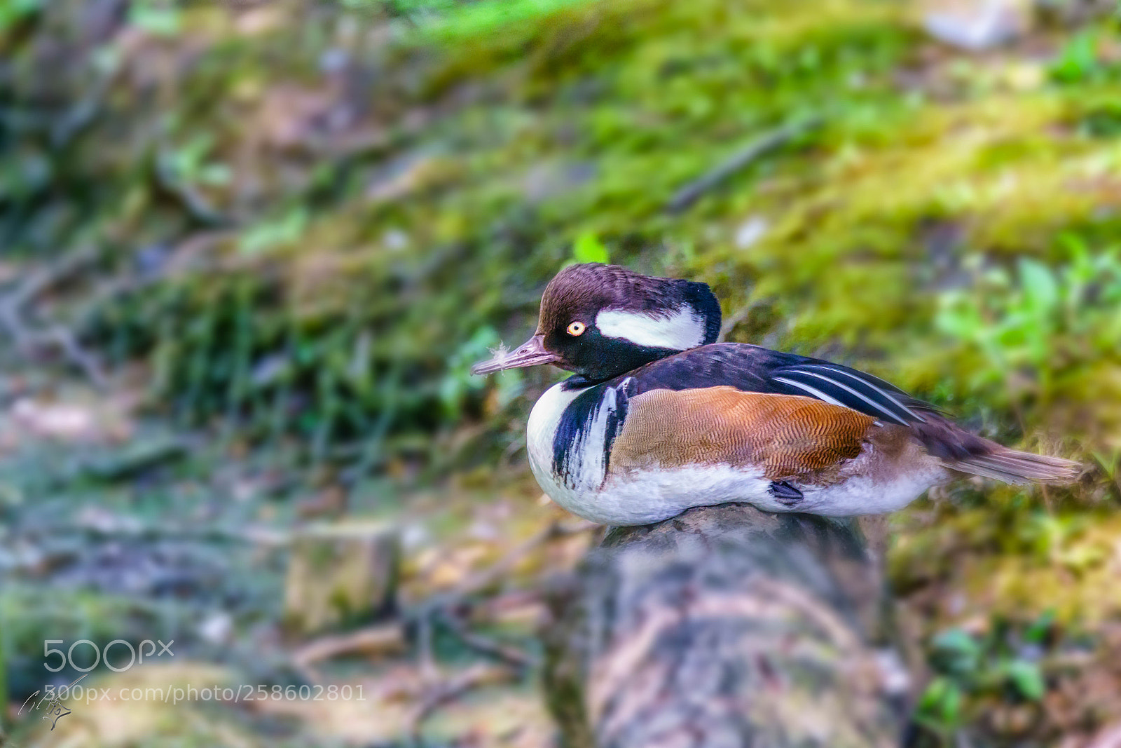 Sony a7R II sample photo. Ducks at barnes may photography