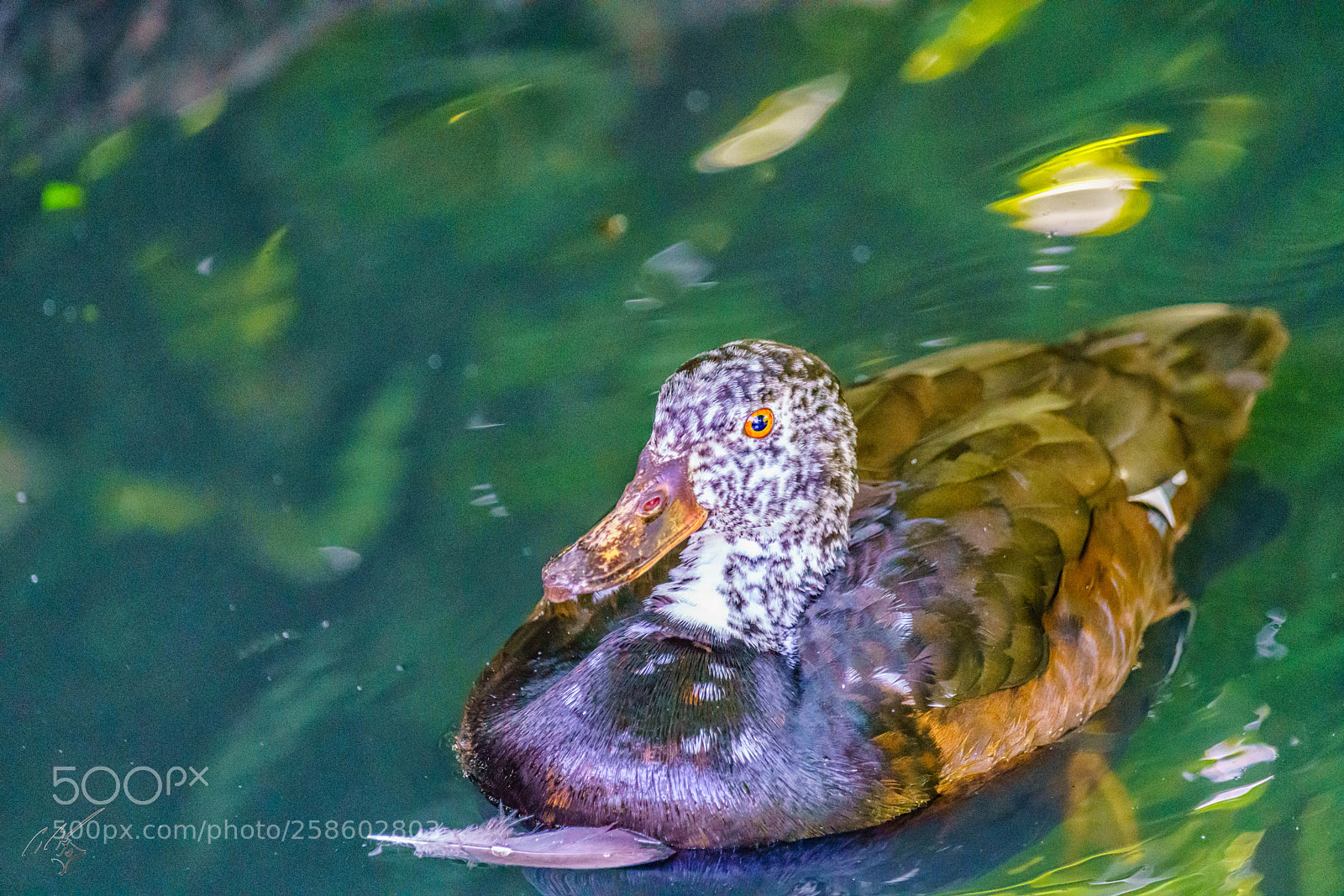 Sony a7R II sample photo. Ducks at barnes may photography
