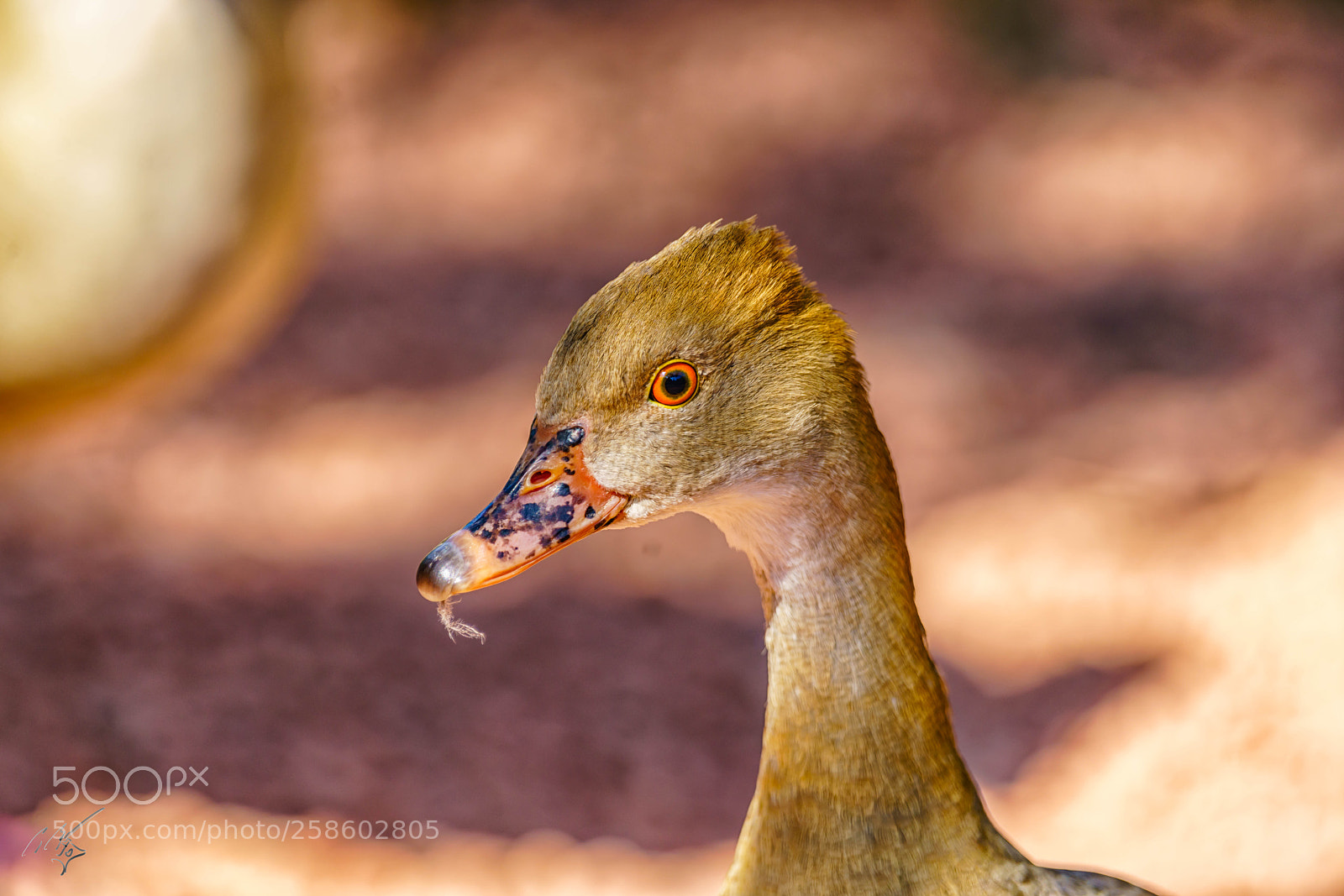 Sony a7R II sample photo. Ducks at barnes may photography