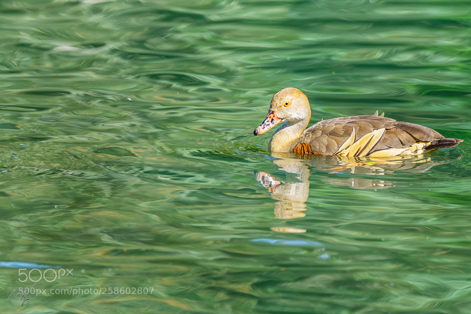 Sony a7R II sample photo. Ducks at barnes may photography