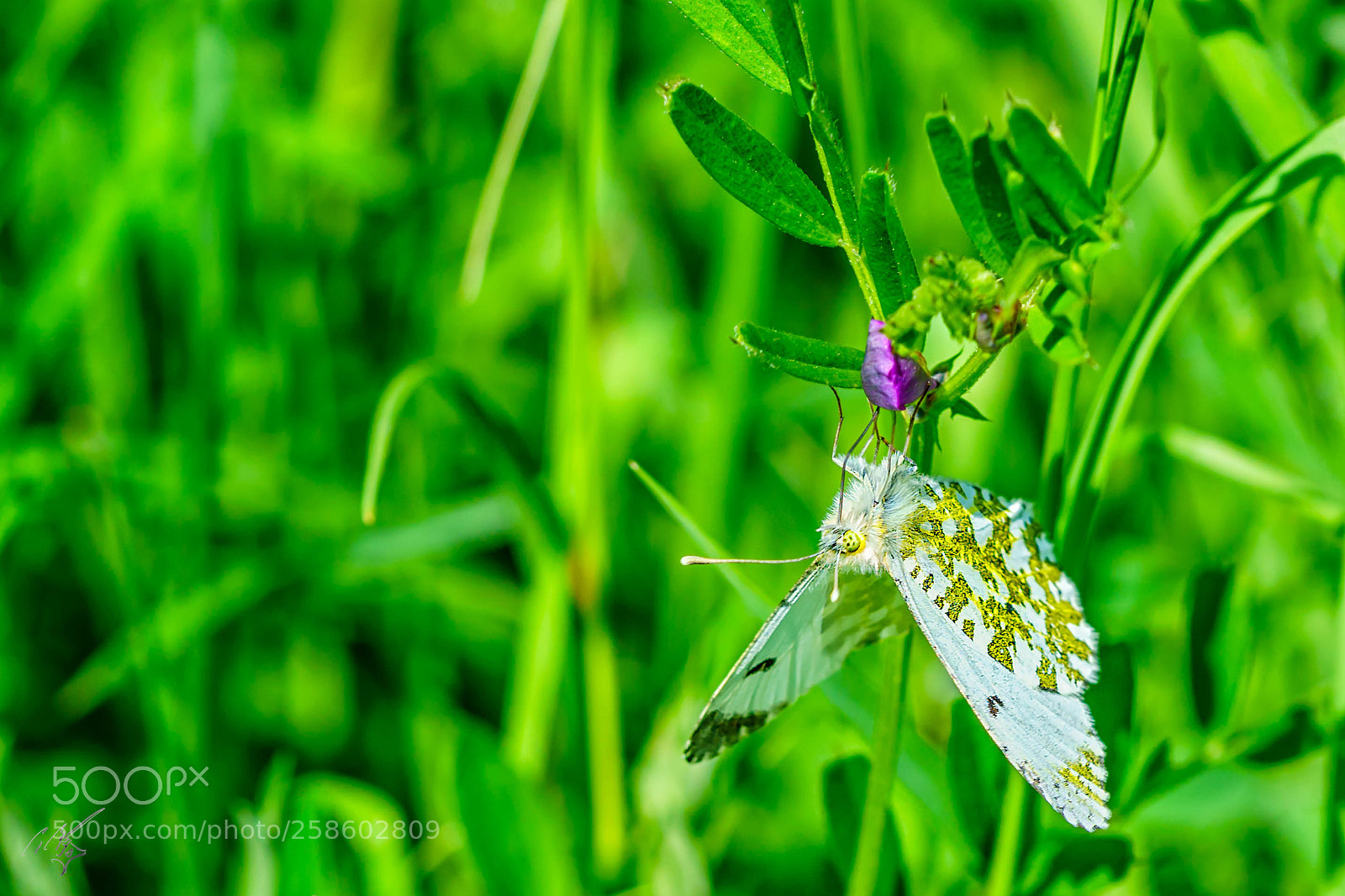 Sony a7R II sample photo. Orange tip butterfly at photography