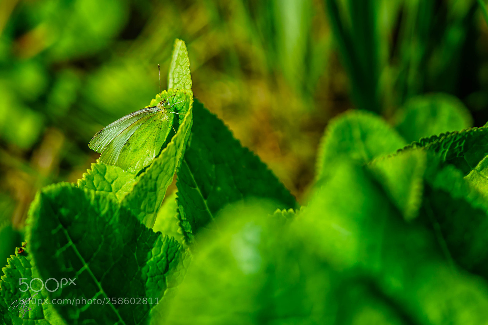 Sony a7R II sample photo. Green veined butterfly at photography