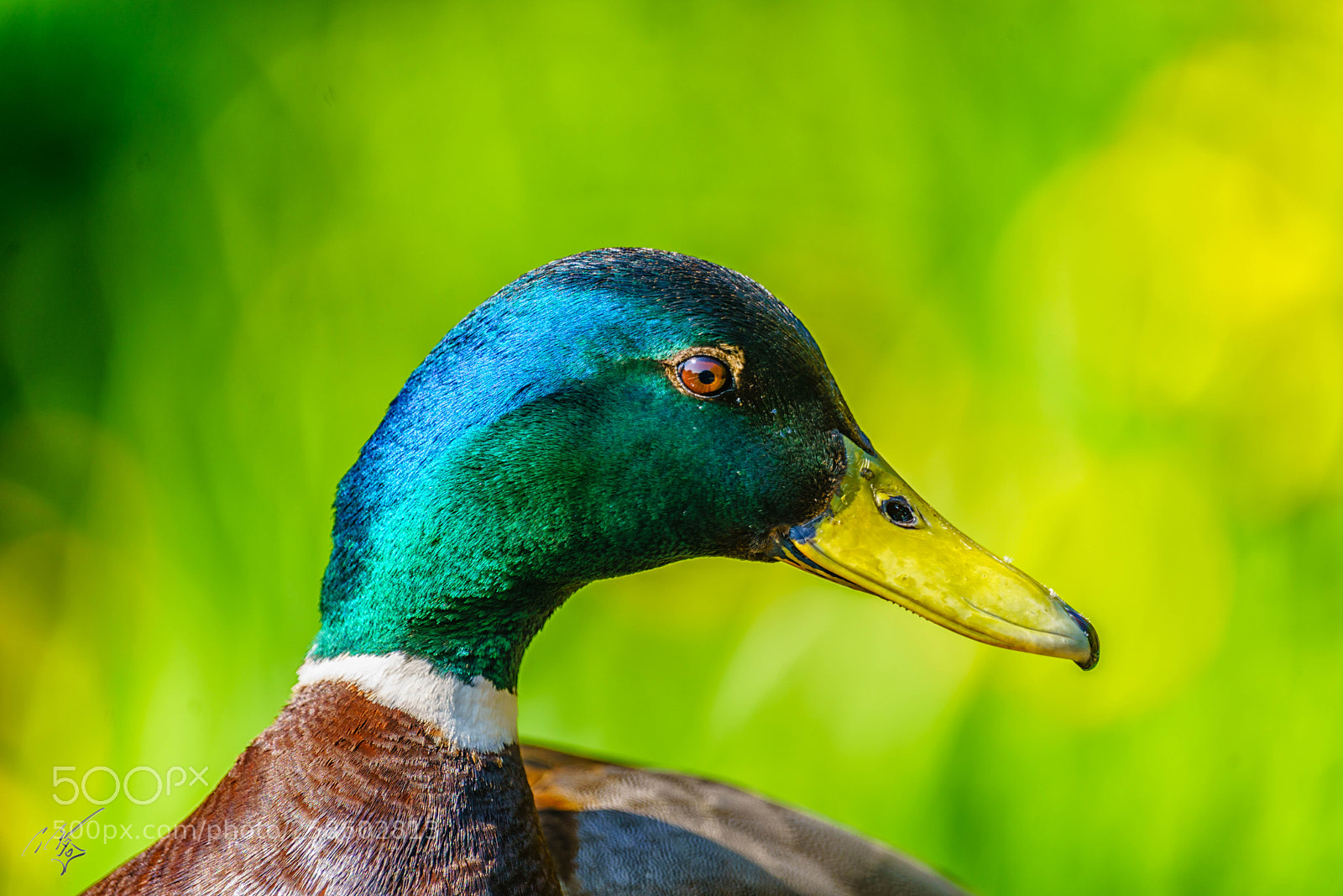 Sony a7R II sample photo. Ducks at barnes may photography