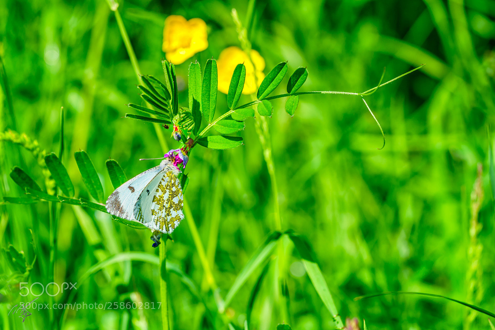 Sony a7R II sample photo. Orange tip butterfly at photography