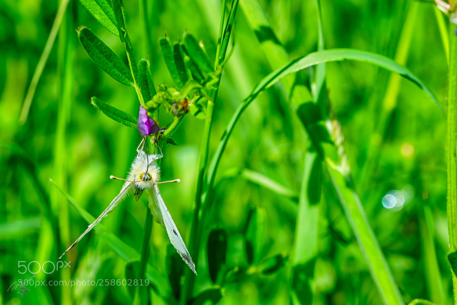 Sony a7R II sample photo. Orange tip butterfly at photography