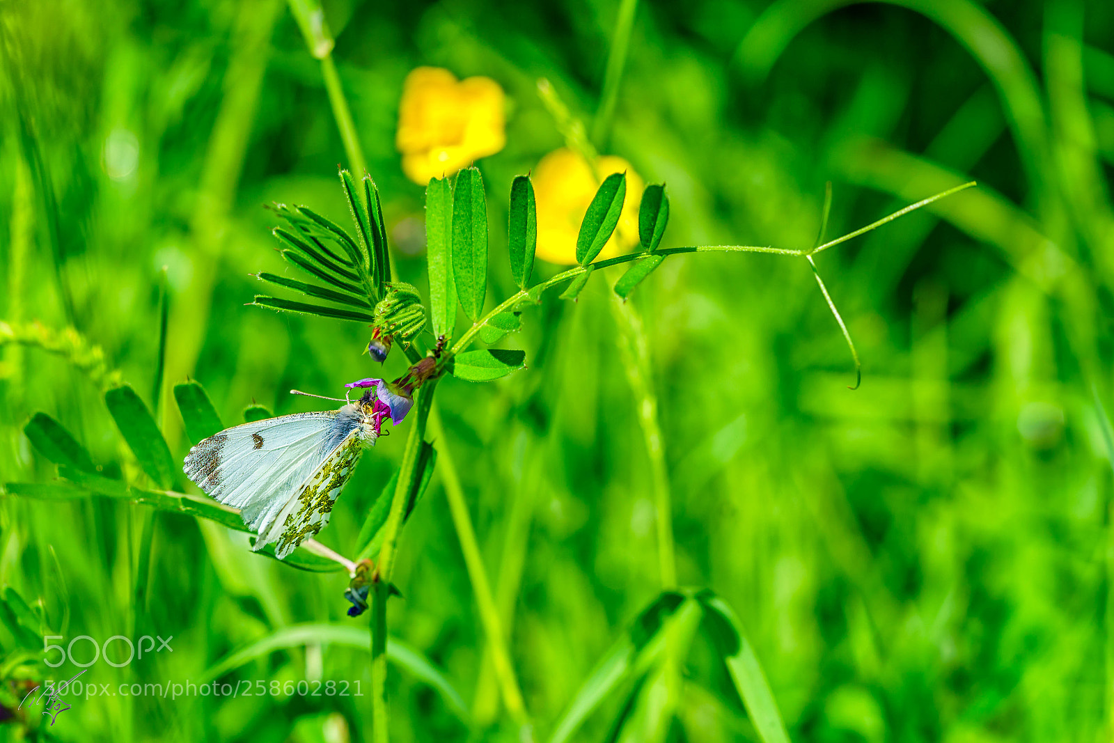 Sony a7R II sample photo. Orange tip butterfly at photography