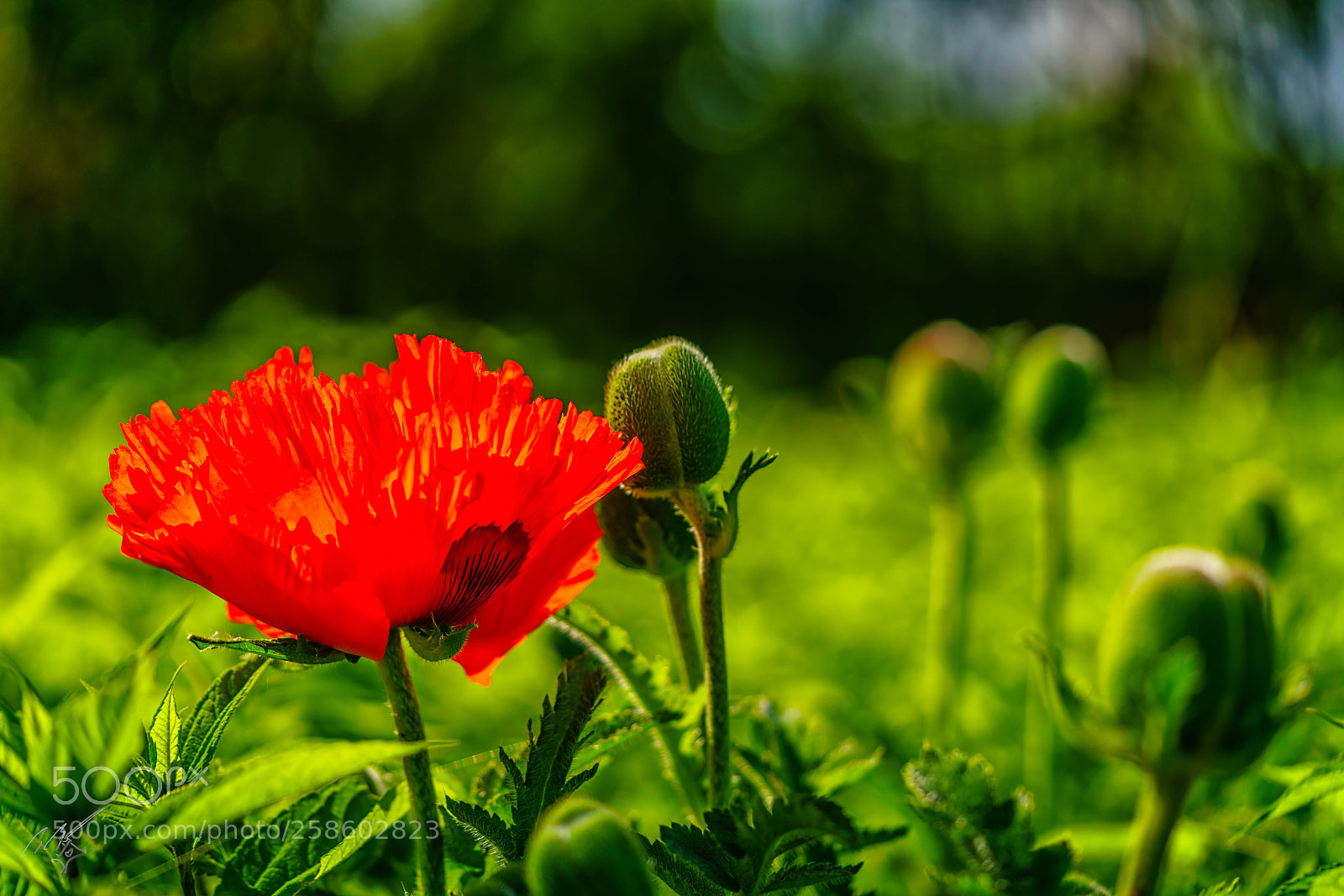 Sony a7R II sample photo. Pppy at barnes may photography