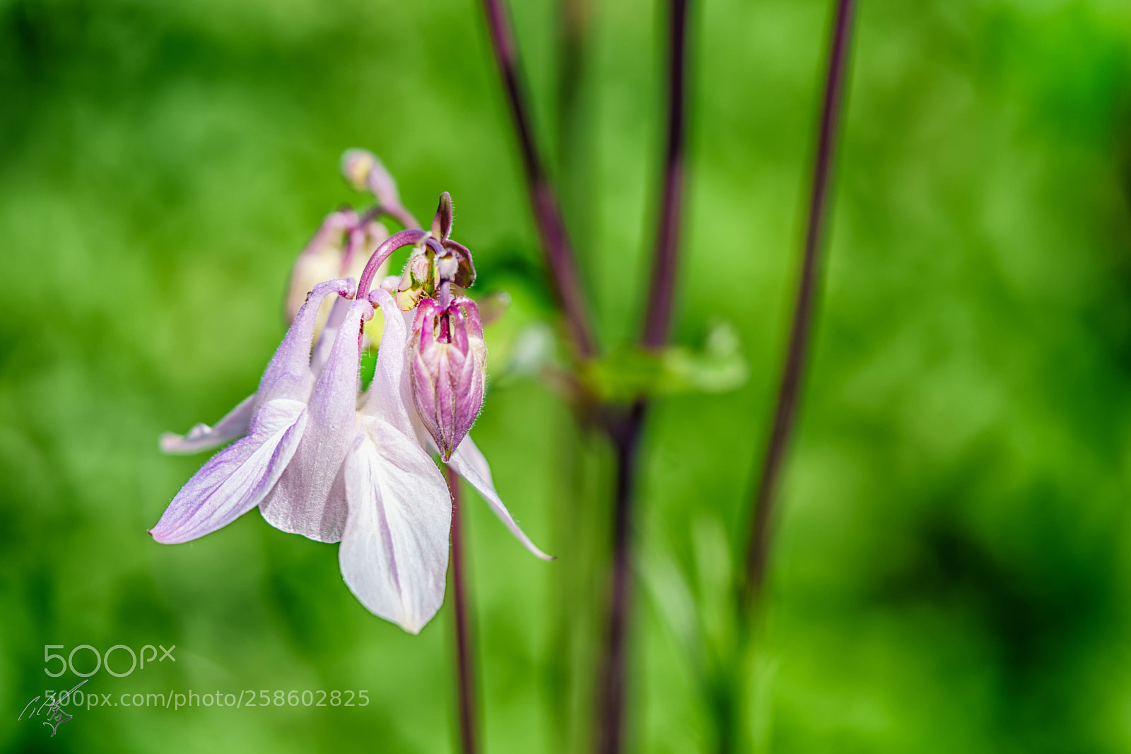 Sony a7R II sample photo. Pink bell flower at photography