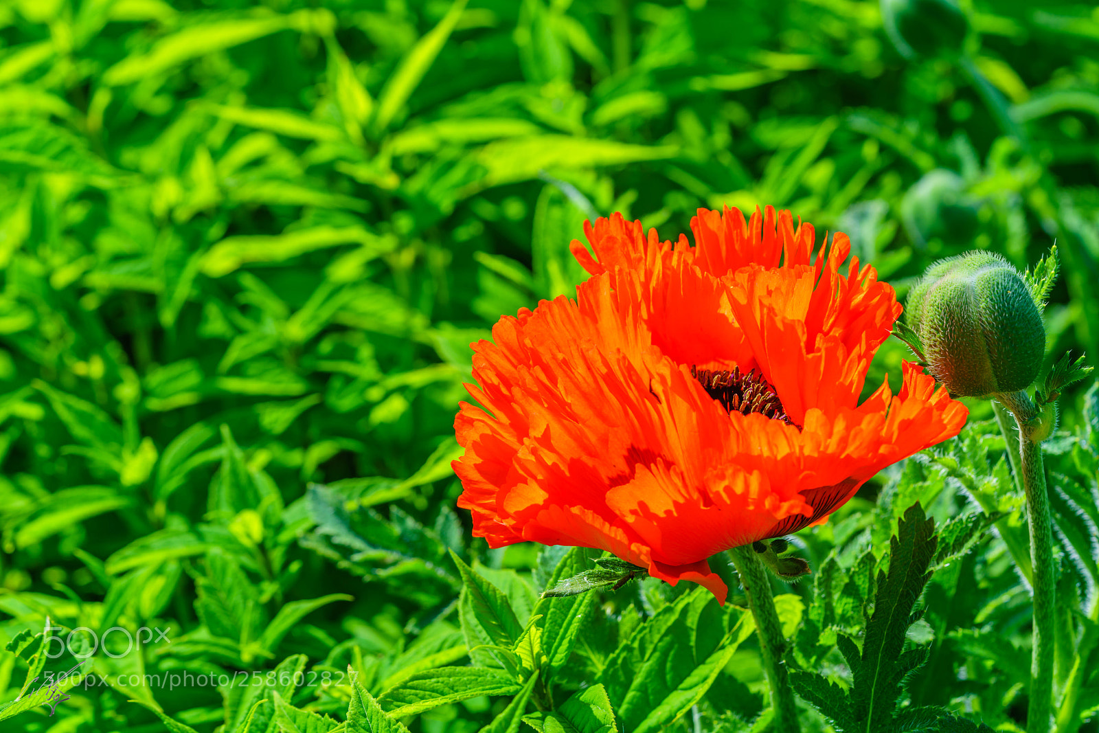 Sony a7R II sample photo. Pppy at barnes may photography