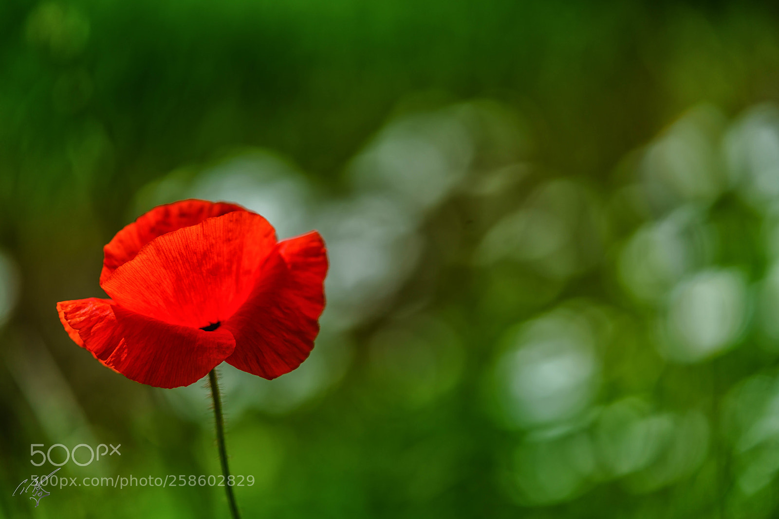 Sony a7R II sample photo. Pppy at barnes may photography
