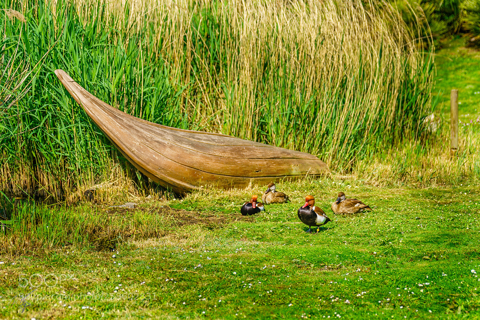 Sony a7R II sample photo. Reed boat at barnes photography