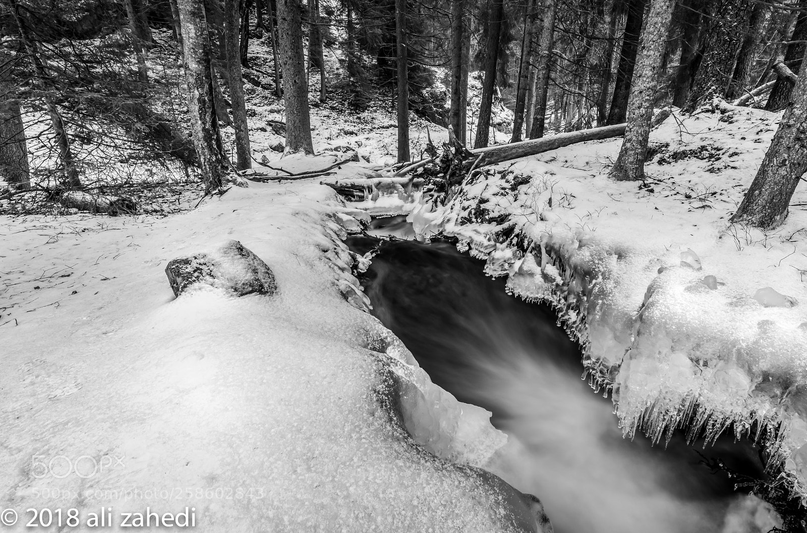 Nikon D810 sample photo. Forest snow photography