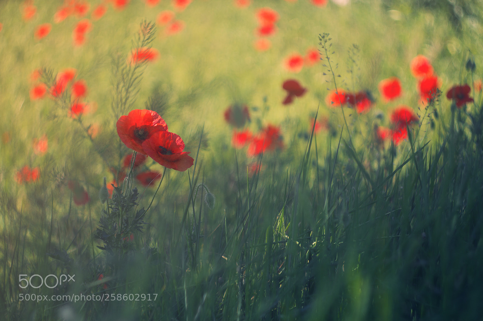 Canon EOS 60D sample photo. Poppy flowers photography