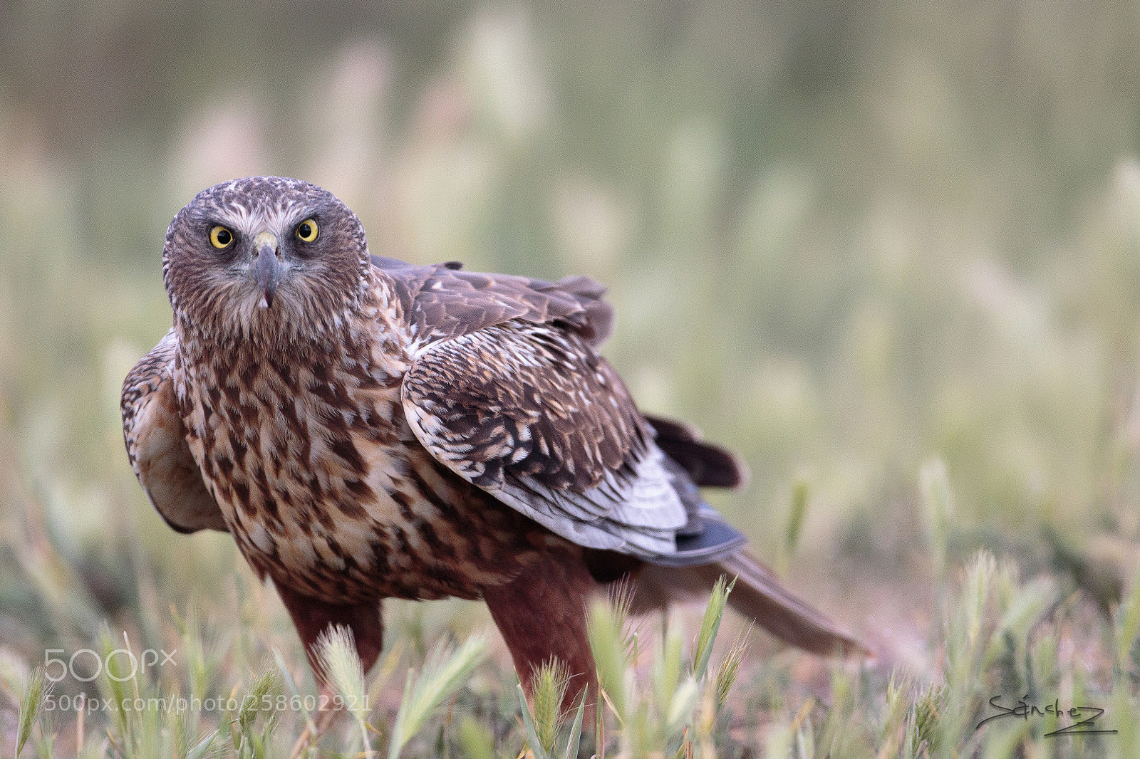 Canon EOS 7D Mark II sample photo. Aguilucho lagunero occidental photography