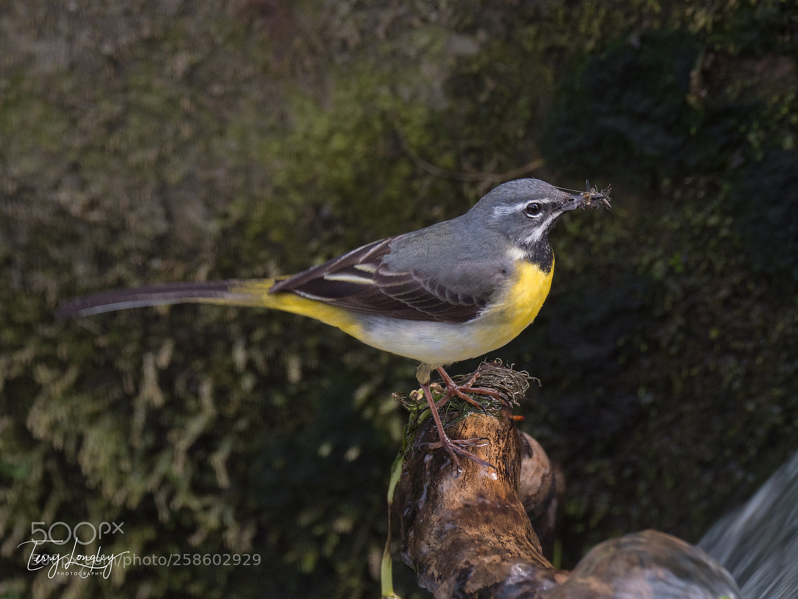 Panasonic Lumix DC-G9 sample photo. Dinner for the chicks photography