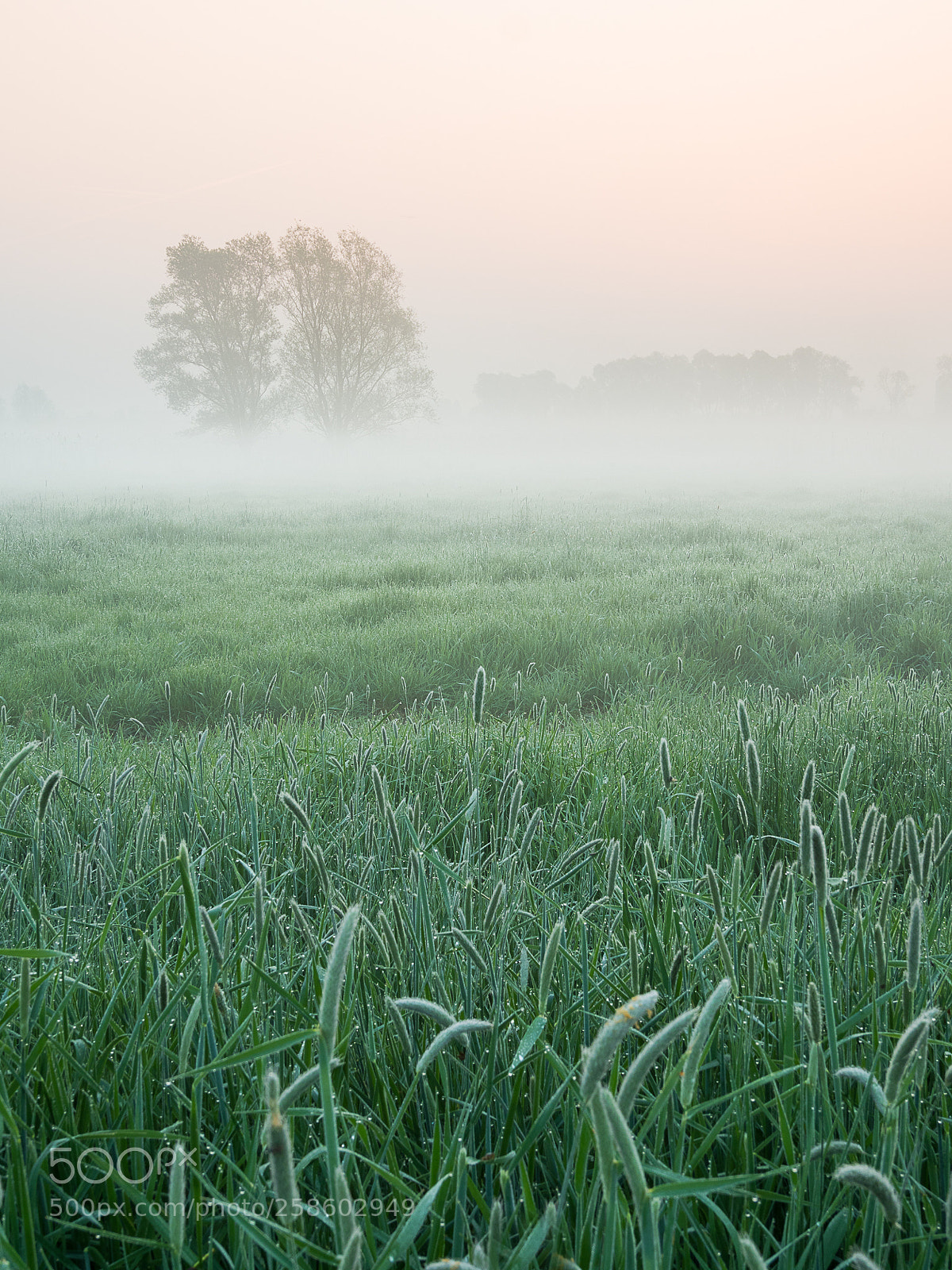 Olympus OM-D E-M1 Mark II sample photo. Smoke gets in your photography