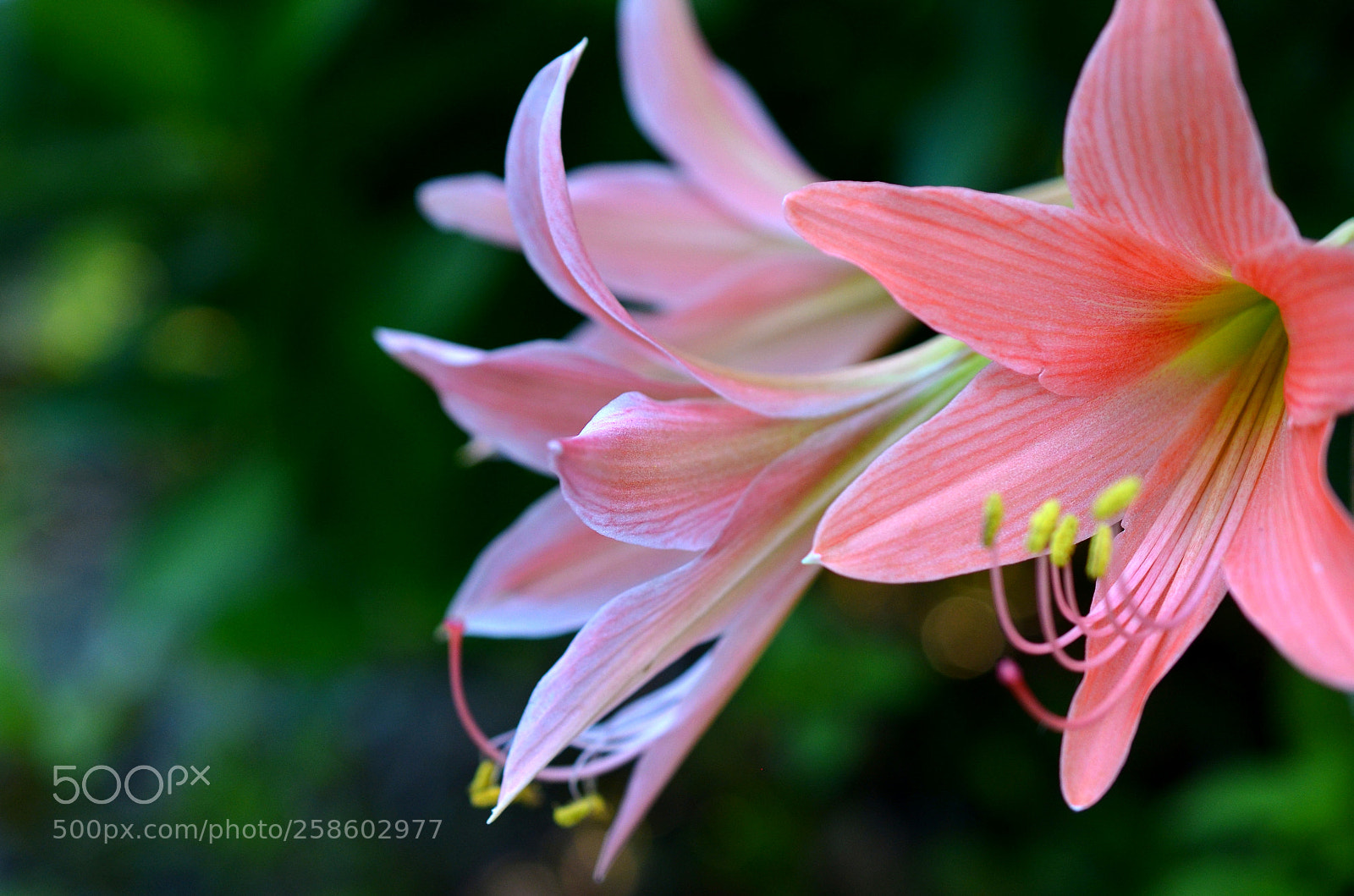 Nikon D7000 sample photo. Lily photography
