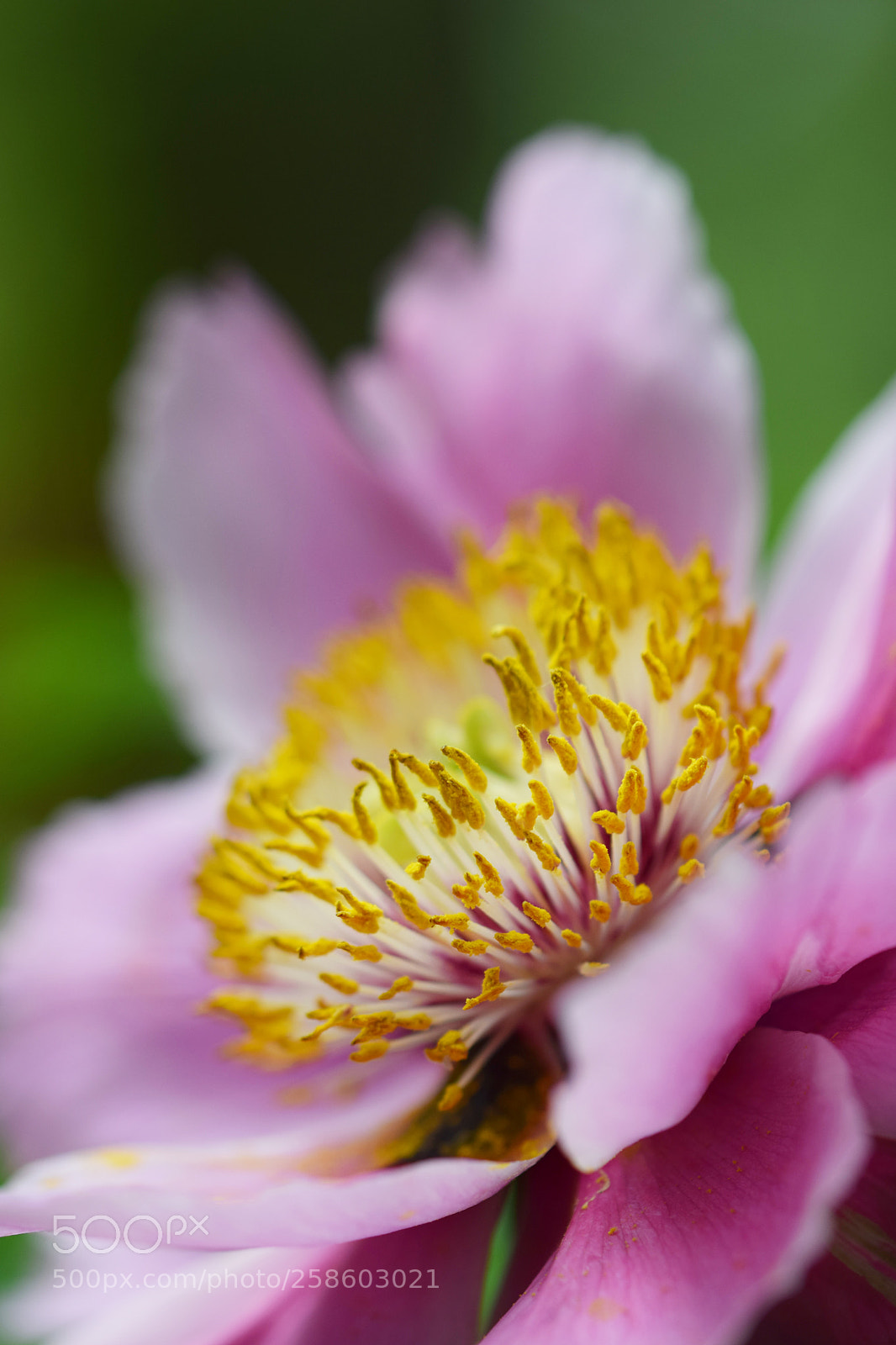 Nikon D5300 sample photo. Pink flower photography