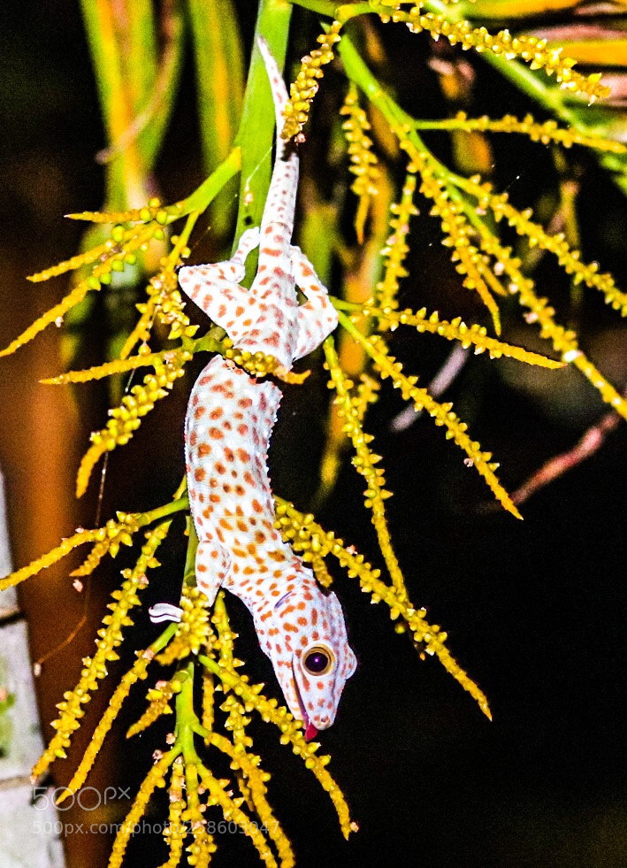 Canon EOS 200D (EOS Rebel SL2 / EOS Kiss X9) sample photo. Gecko photography