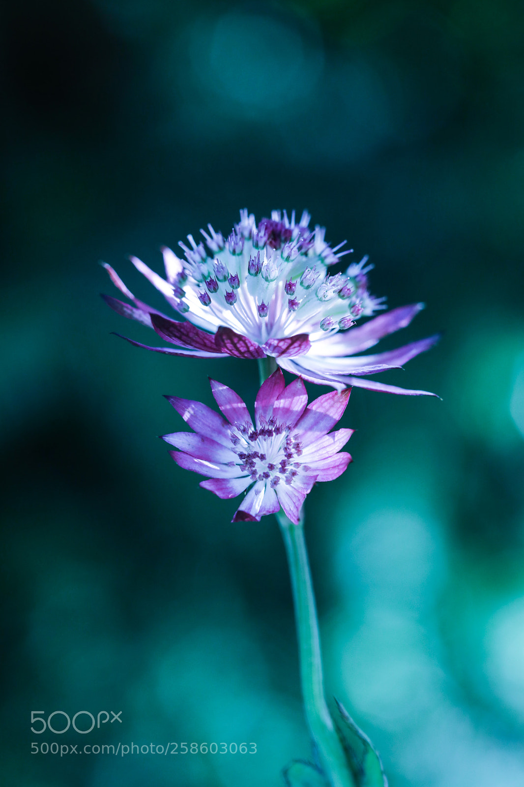 Canon EOS 5D Mark IV sample photo. Cold beauty photography
