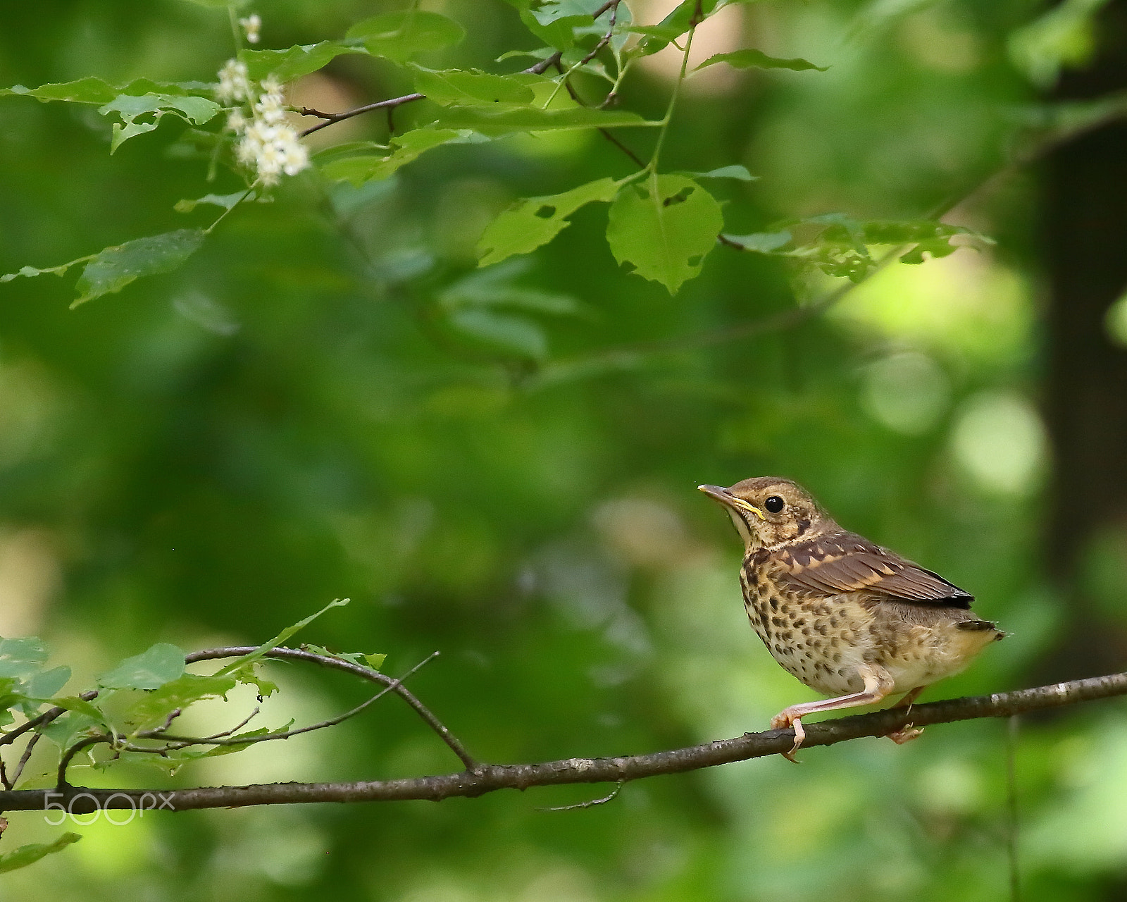 Canon EF 70-300mm F4-5.6L IS USM sample photo. Young blackbird photography