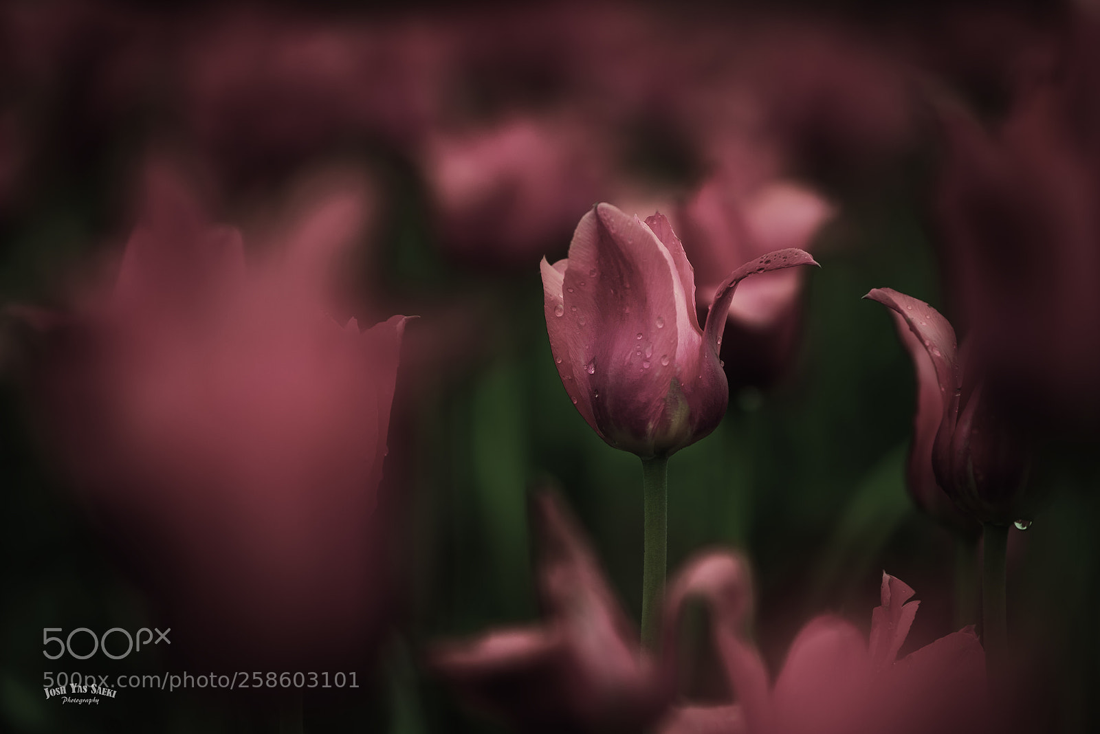 Nikon D750 sample photo. Tulips in holland photography