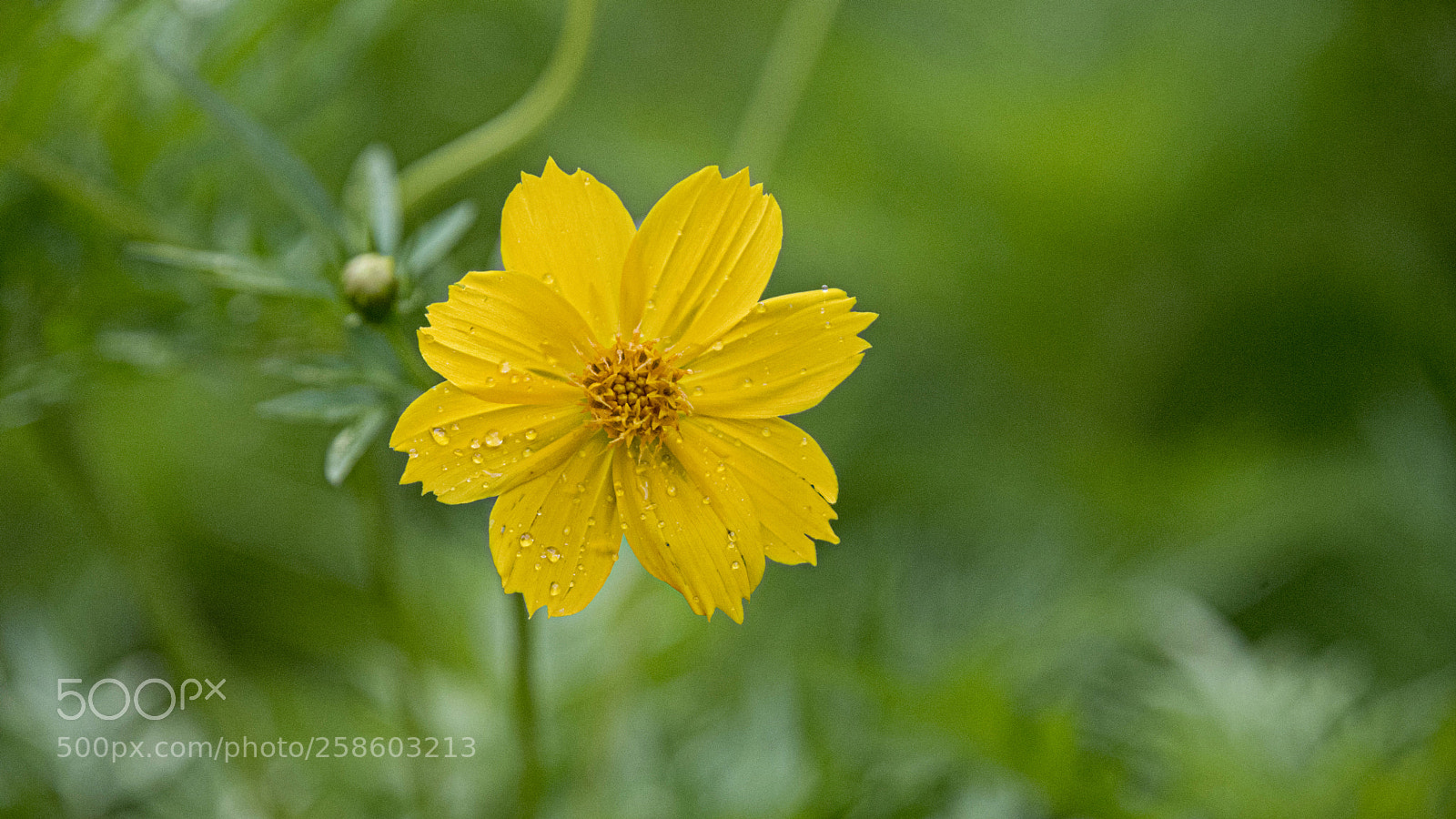Nikon D750 sample photo. In the rain photography