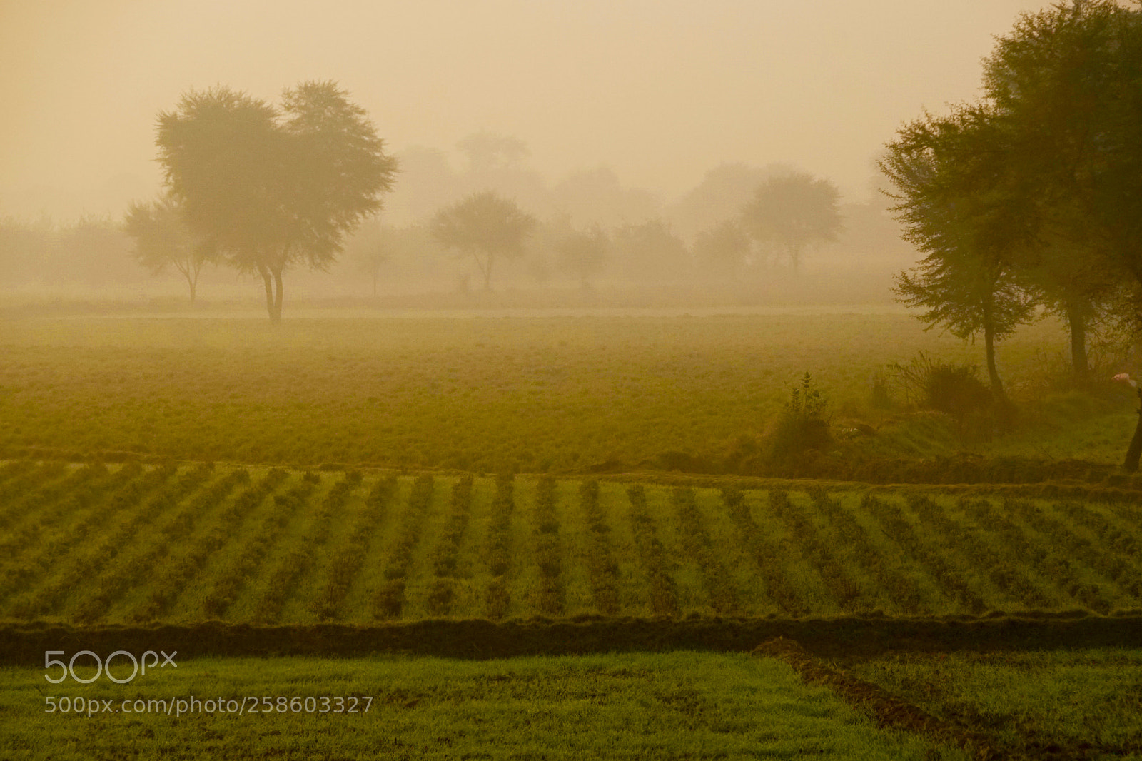 Sony a6300 sample photo. Mist photography