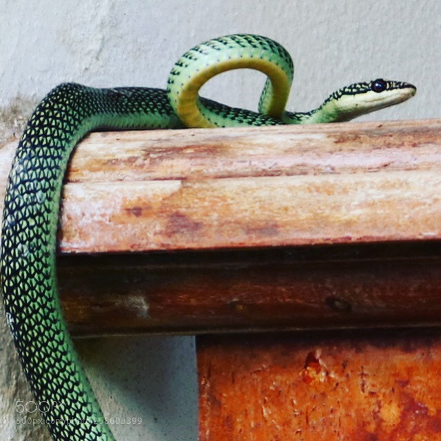 Canon EOS 200D (EOS Rebel SL2 / EOS Kiss X9) sample photo. Green snake photography