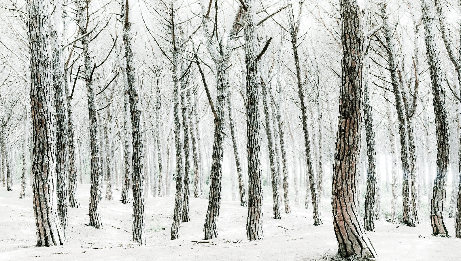 Nikon D300 sample photo. Pine forrest photography