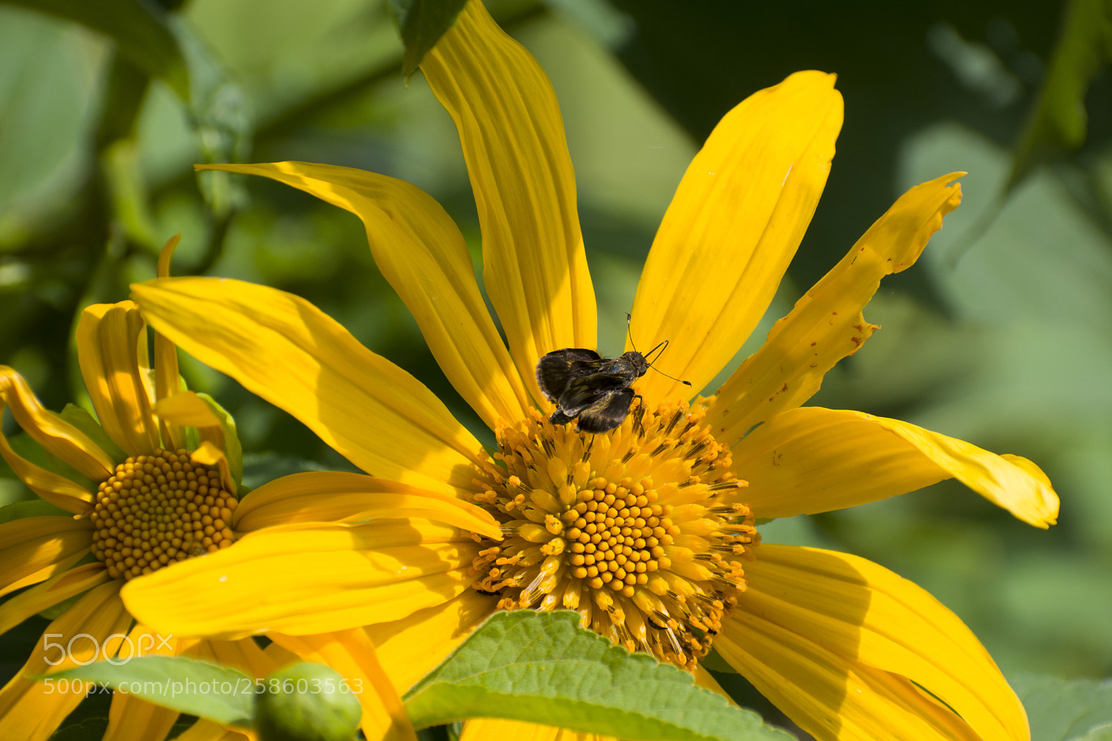 Nikon D5300 sample photo. Dsc photography