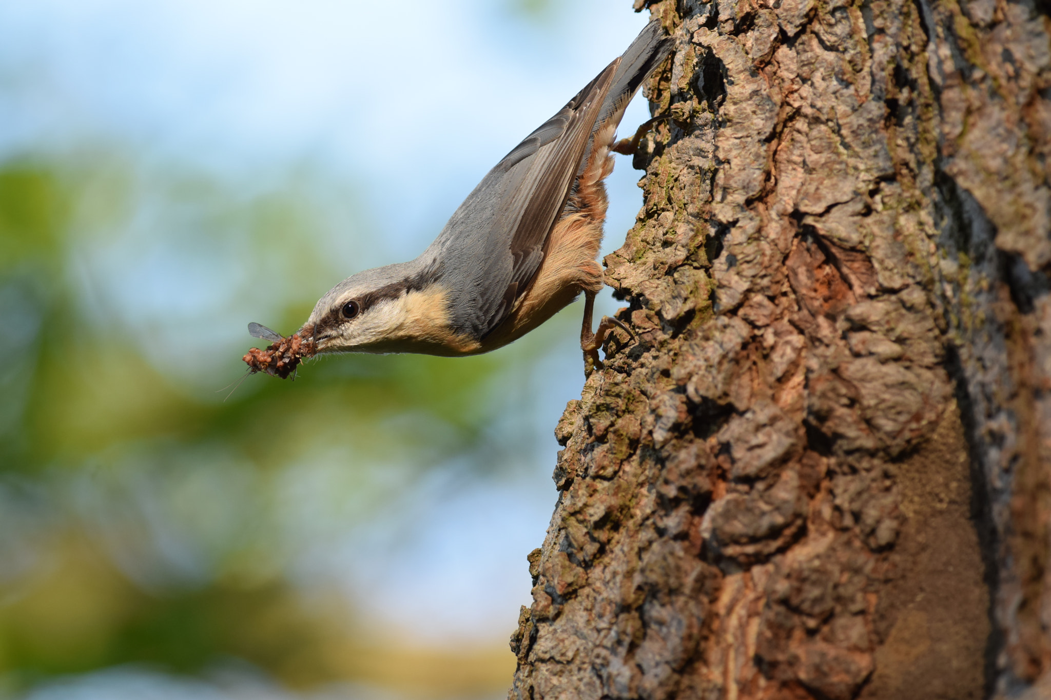 Nikon AF-S Nikkor 300mm F4D ED-IF sample photo. Eurasian nuthatch. (sitta europaea) photography