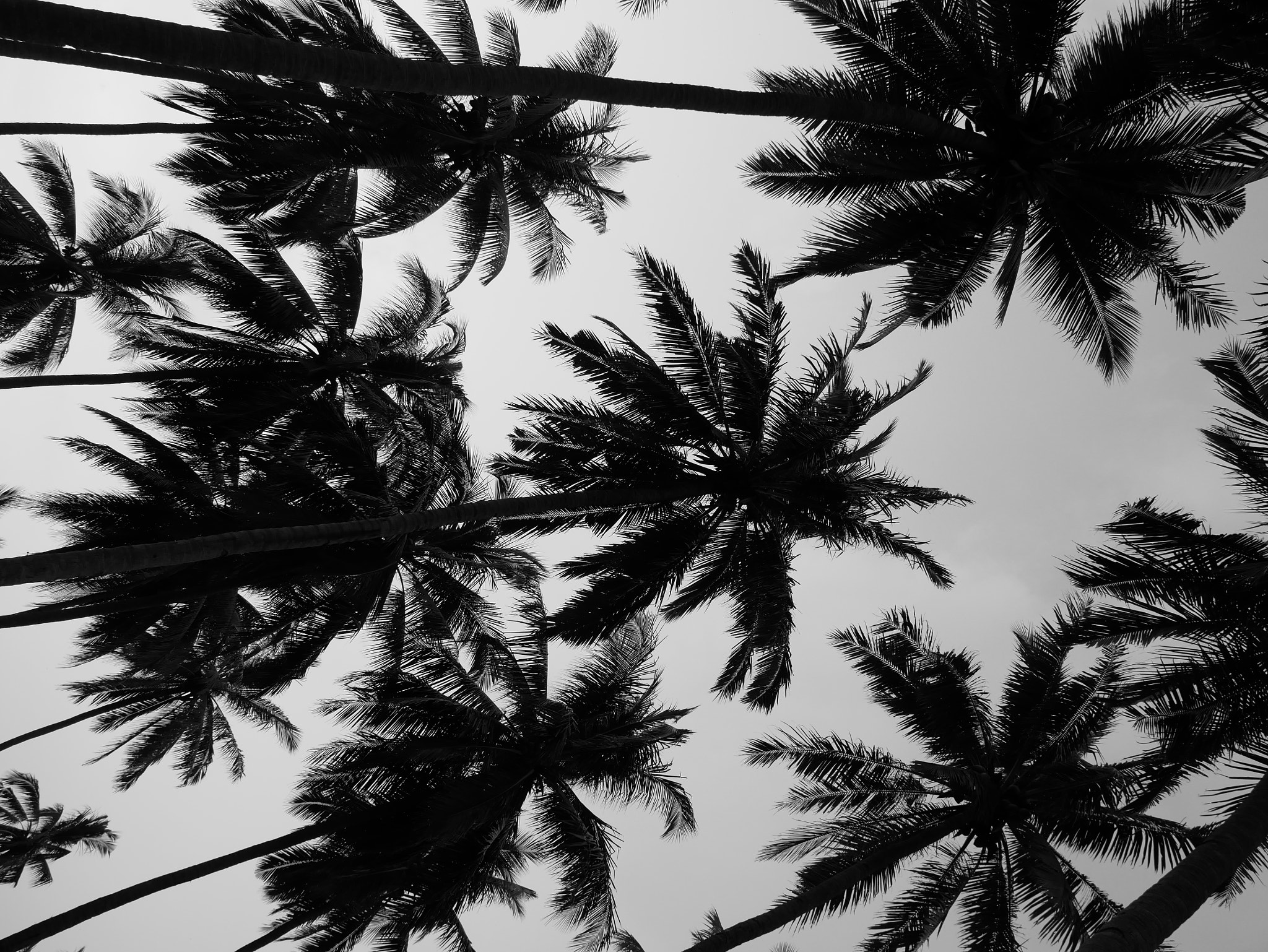 Panasonic Lumix DMC-GX85 (Lumix DMC-GX80 / Lumix DMC-GX7 Mark II) sample photo. Black coconut tree photography