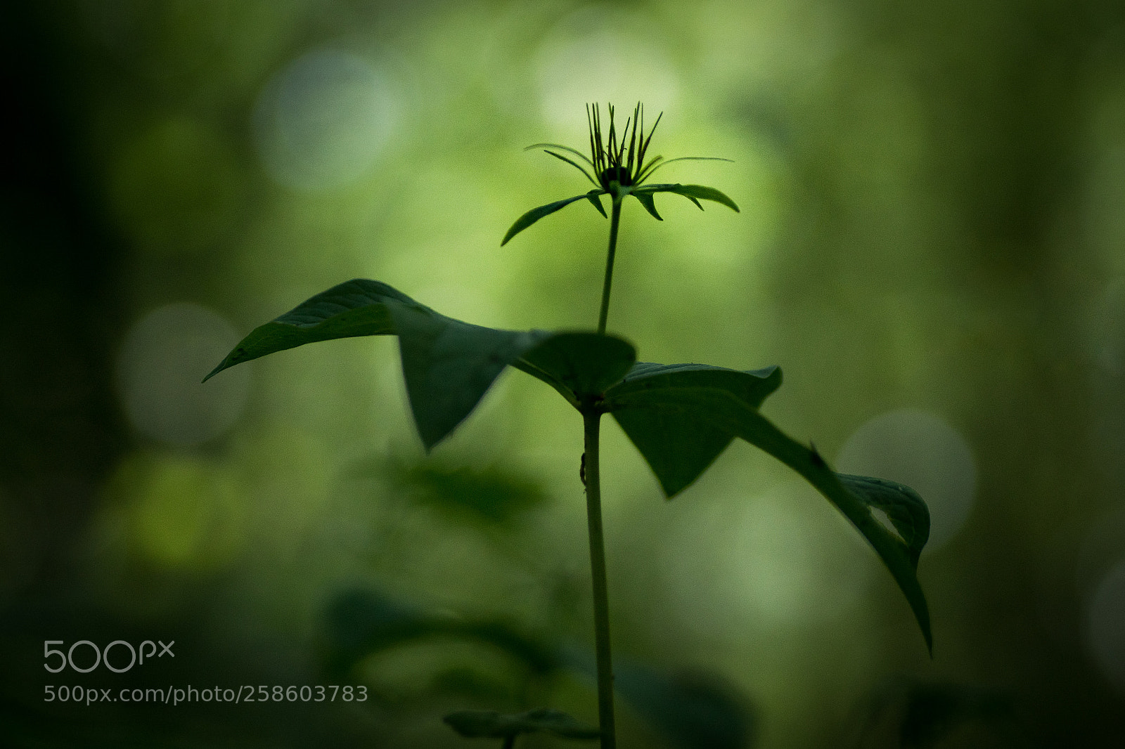 Sony ILCA-77M2 sample photo. Paris quadrifolium; eenbes; herb-paris photography