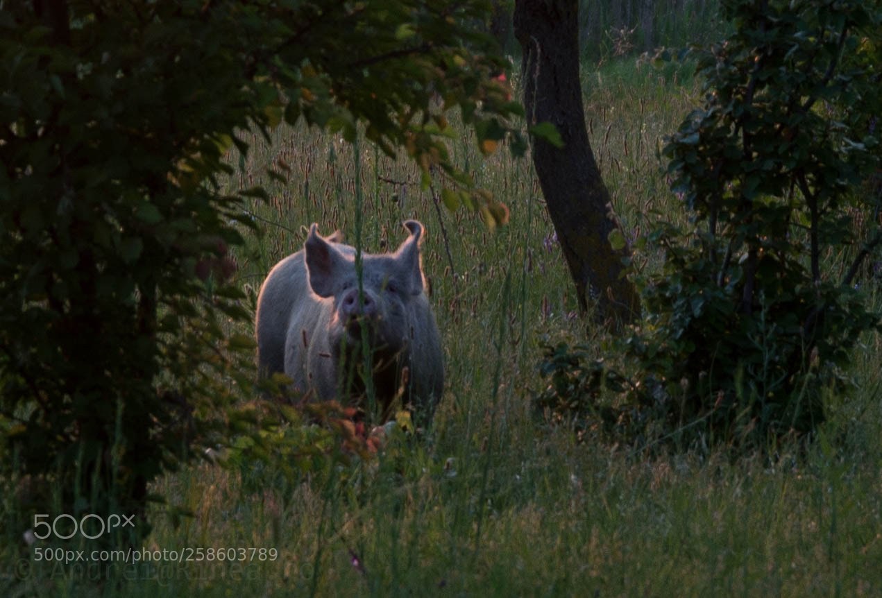 Nikon D610 sample photo. Free piggie photography
