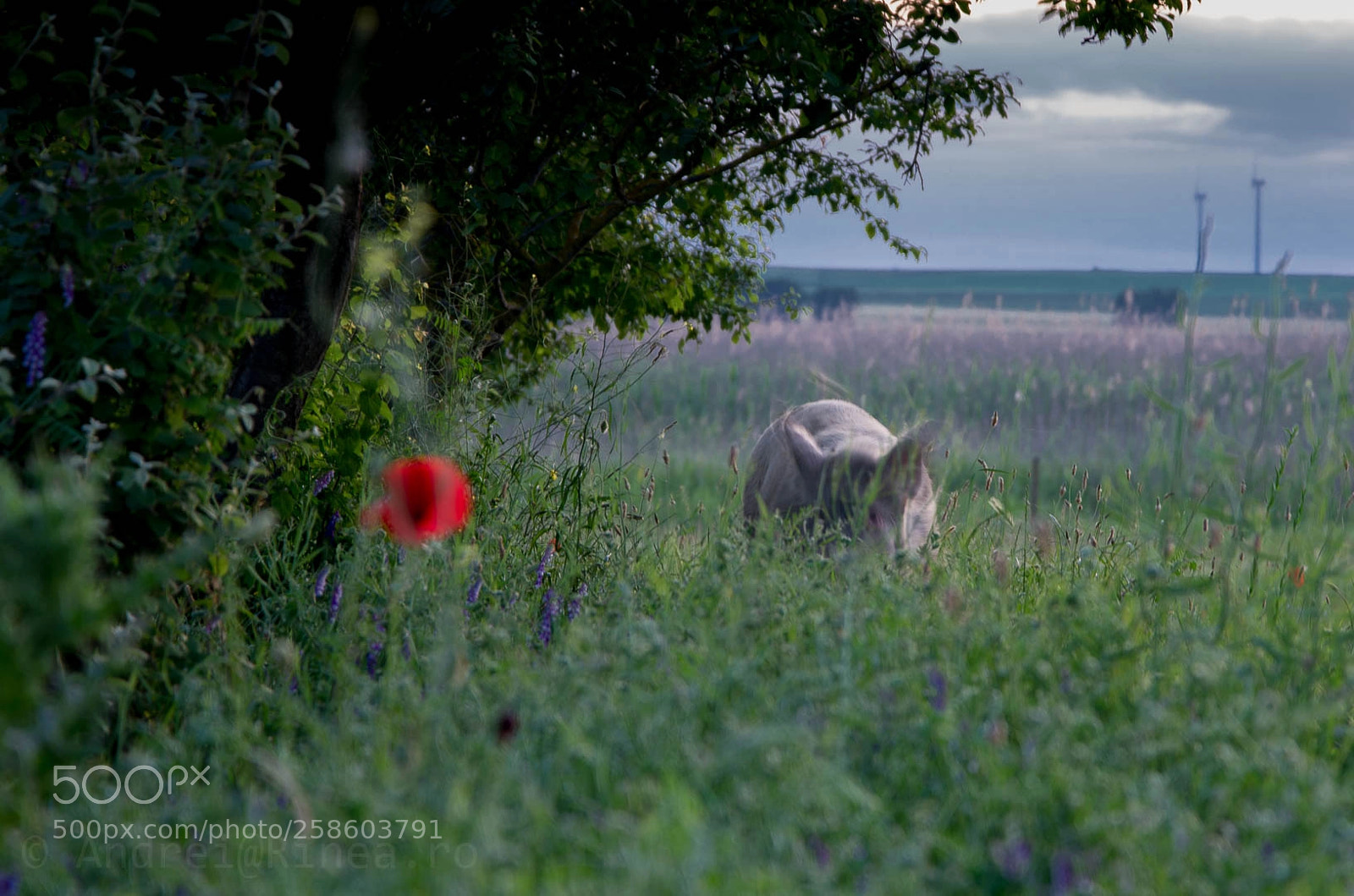 Nikon D610 sample photo. Wild piggie photography