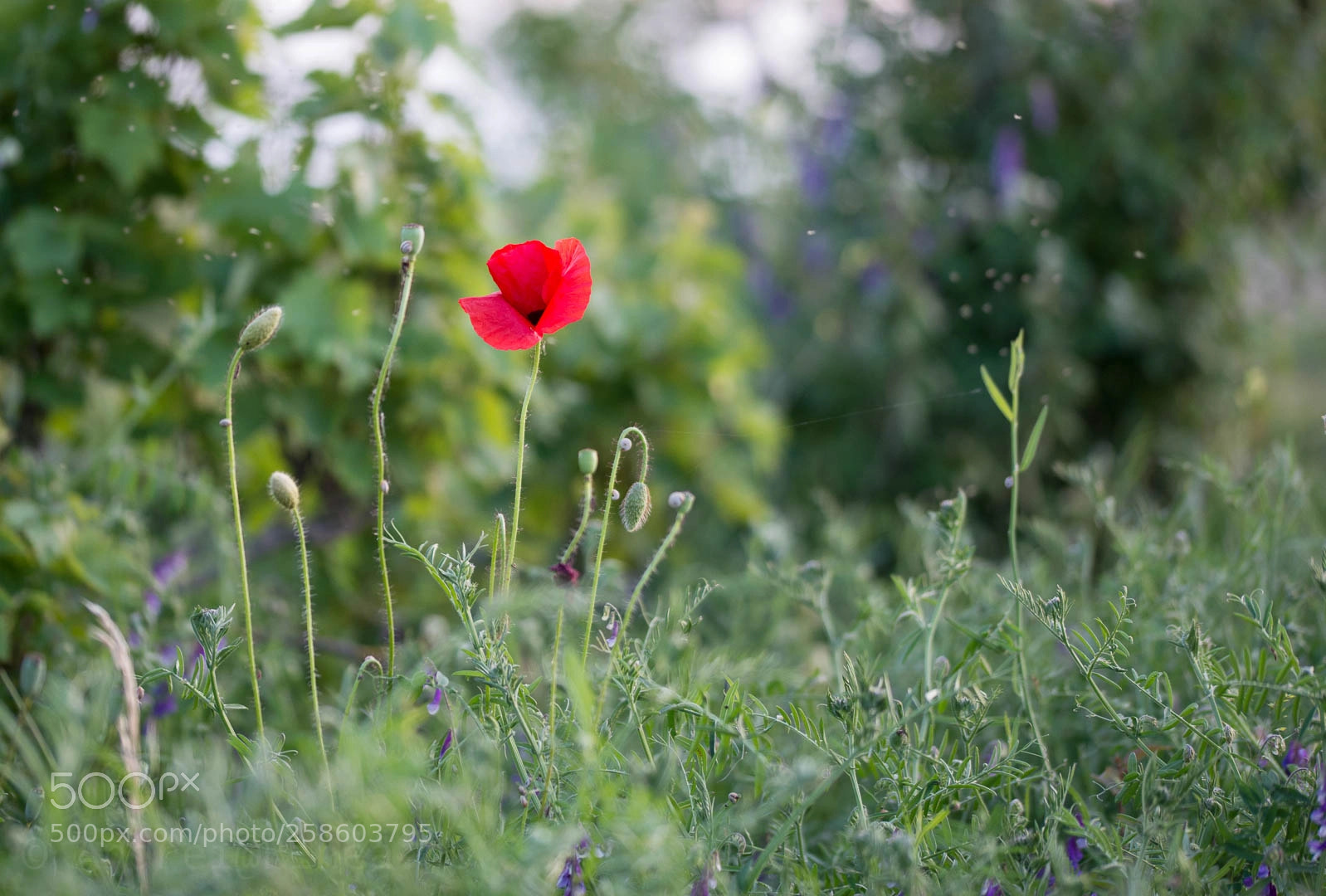 Nikon D610 sample photo. Wild poppy photography