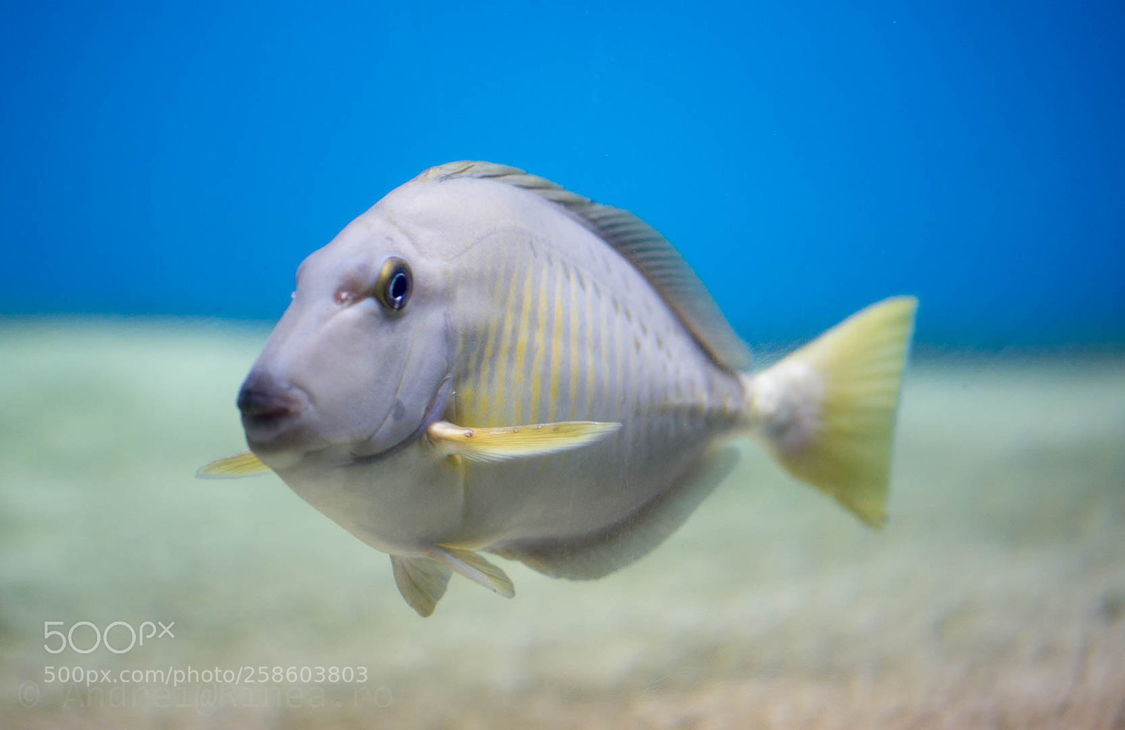 Nikon D610 sample photo. Found nemo photography