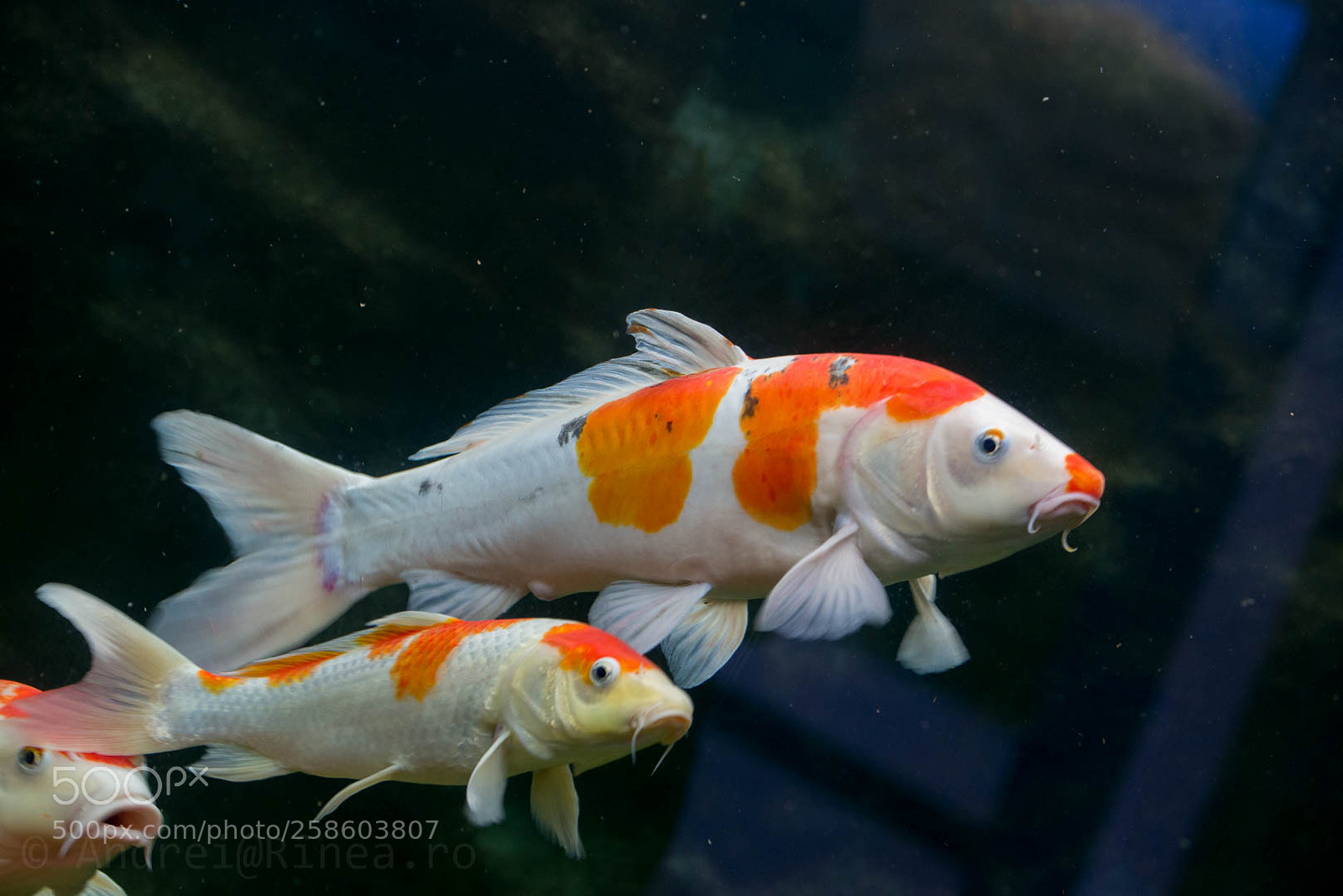 Nikon D610 sample photo. Little crowd photography