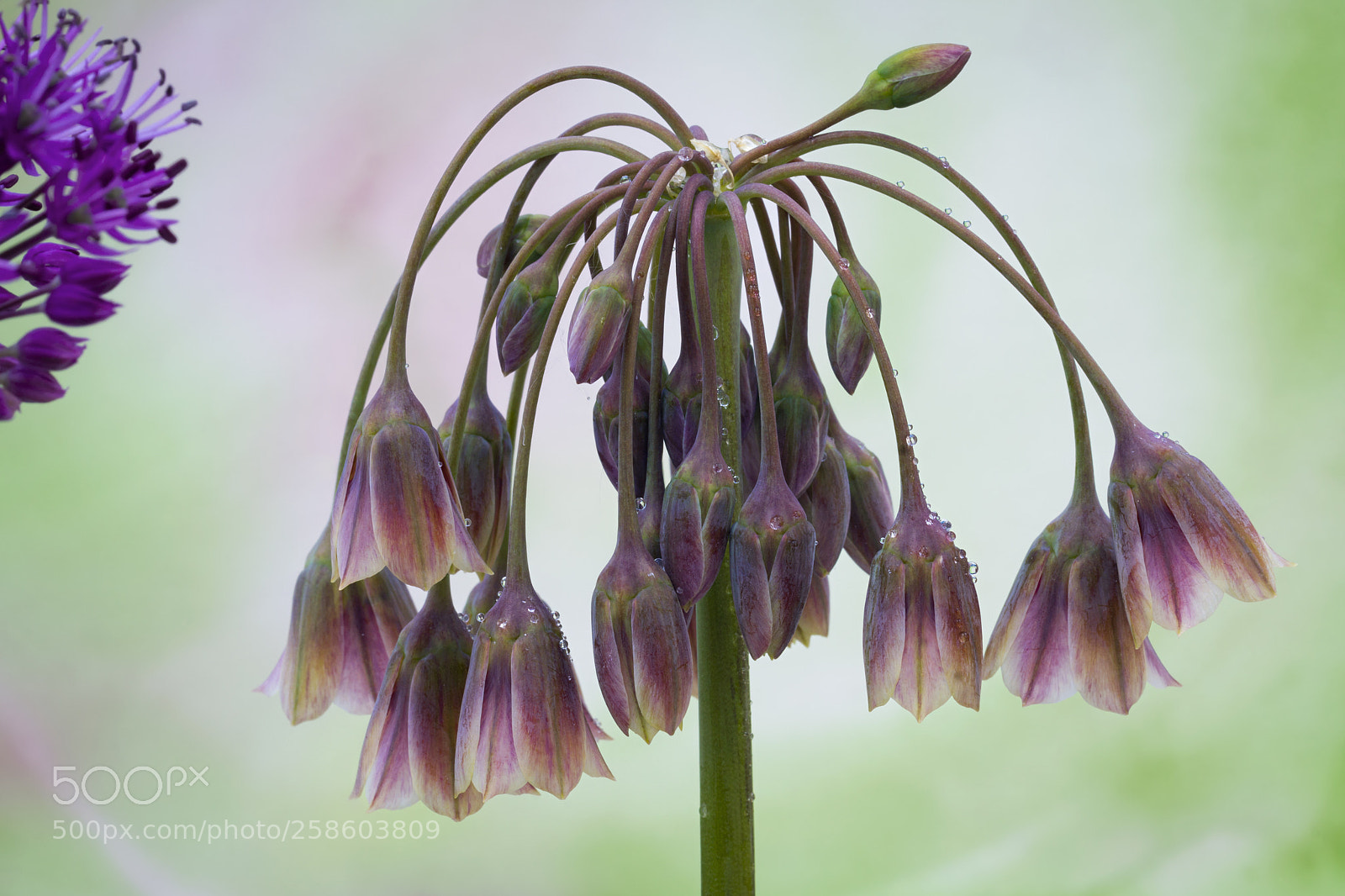 Sony SLT-A65 (SLT-A65V) sample photo. Allium siculum photography