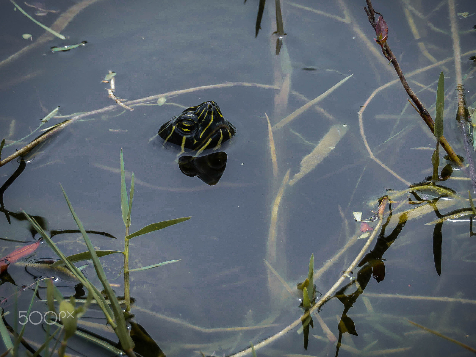 Canon PowerShot SX730 HS sample photo. Turtle photography