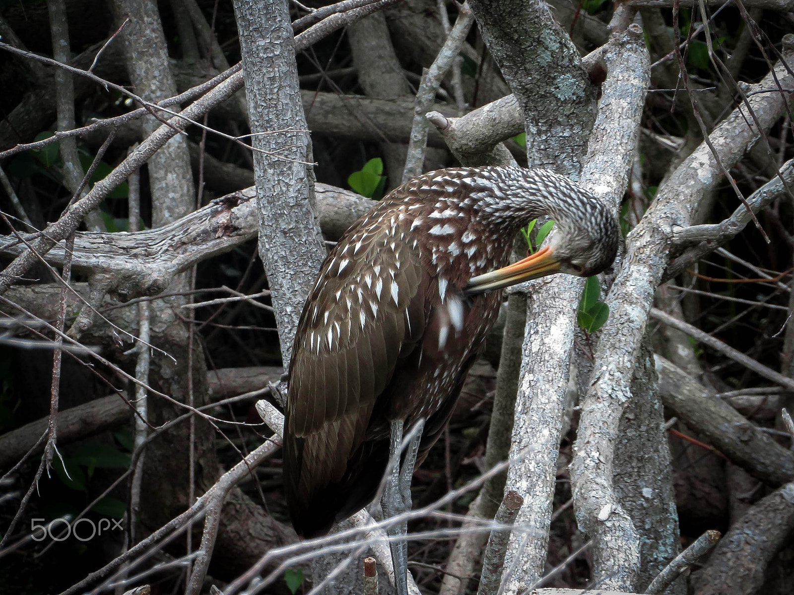 Canon PowerShot SX730 HS sample photo. Bird photography