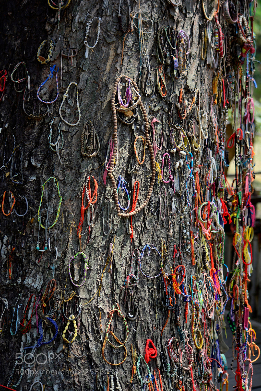 Nikon D5200 sample photo. Killing tree photography