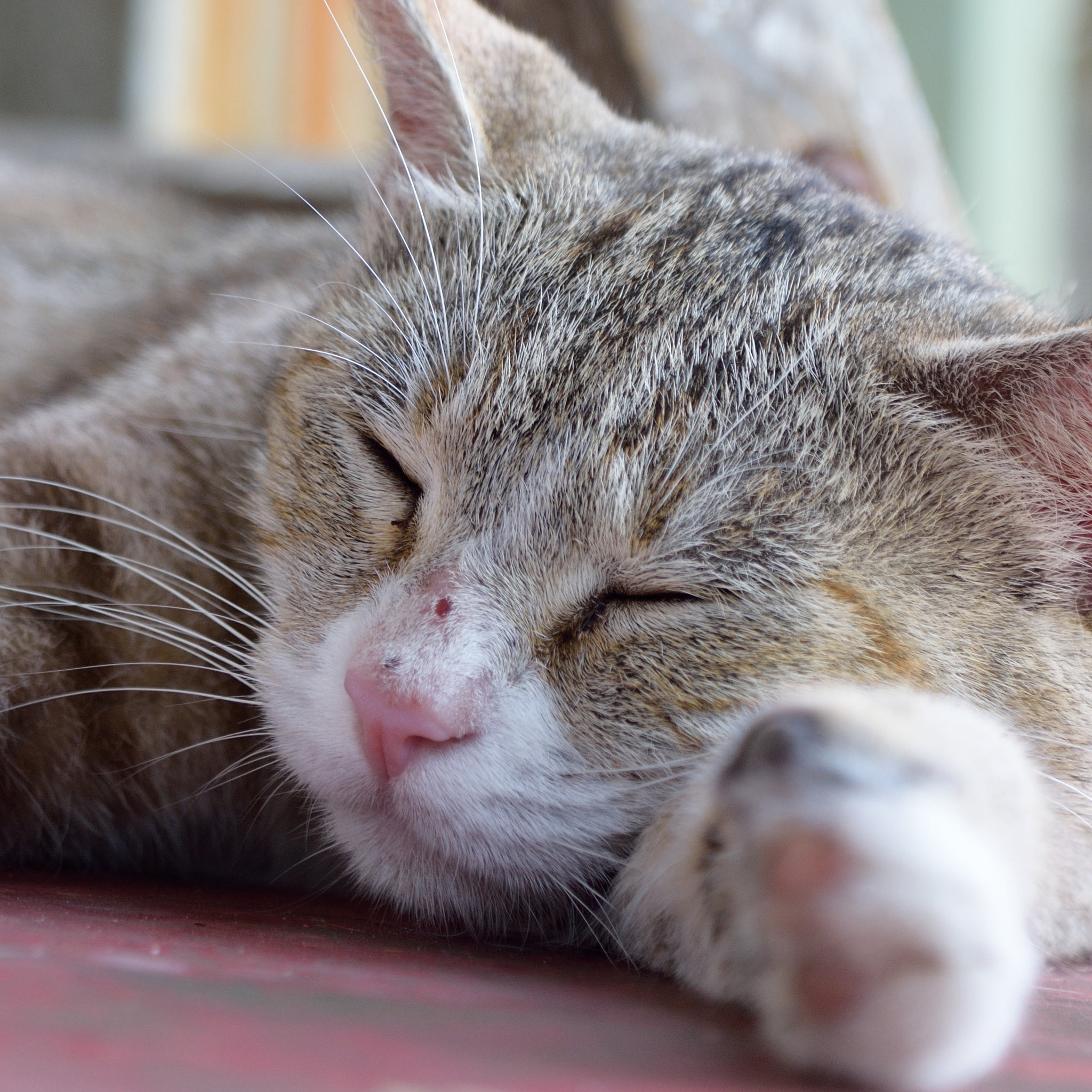 Nikon D7200 sample photo. 猫 photography