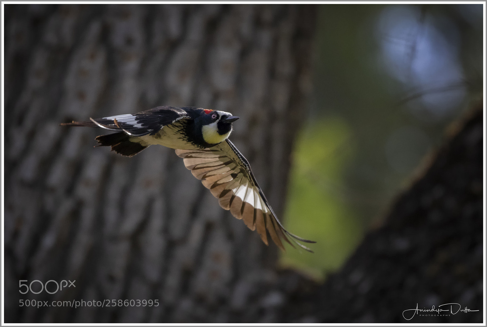 Canon EOS 7D Mark II sample photo. Woodpecker in flight photography