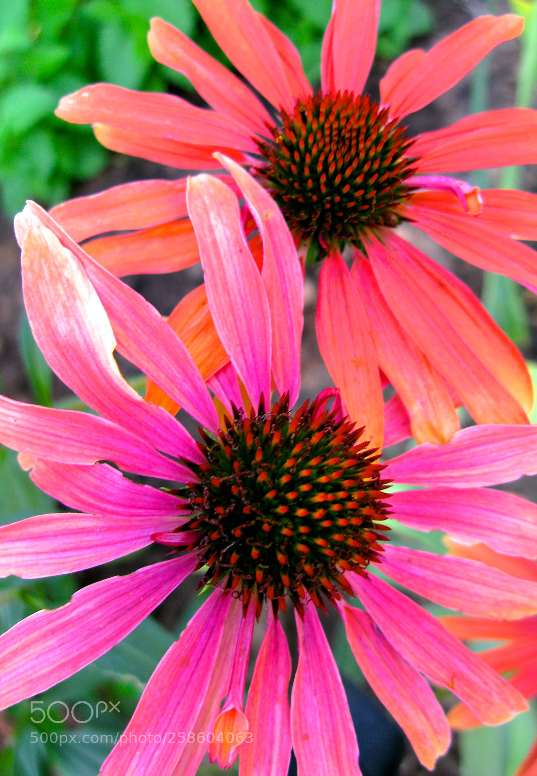 Canon POWERSHOT G9 sample photo. Spring flowers in our photography